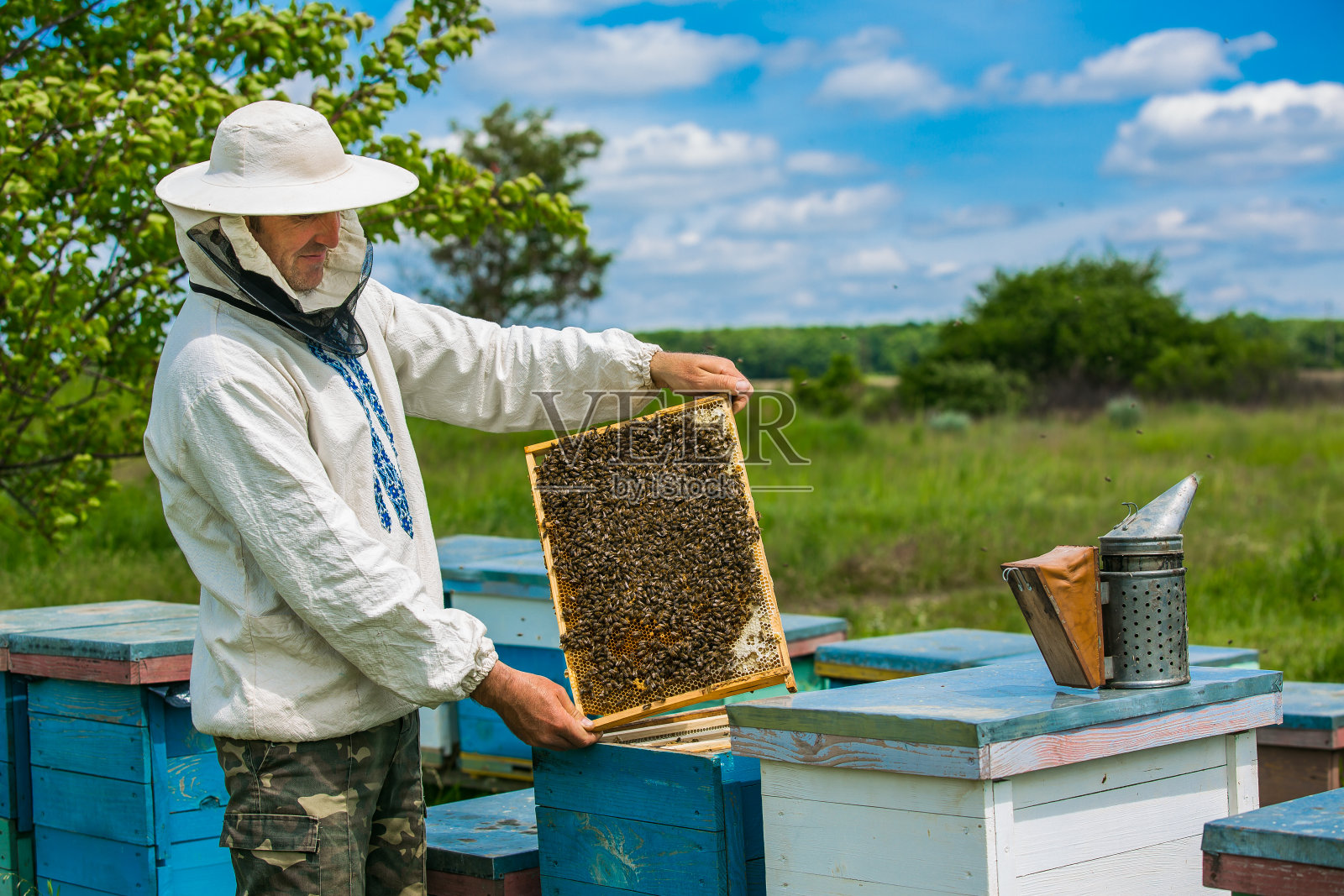 _2020蜜蜂群出售养蜜蜂工具中蜂群出售_武冈市甜蜜养蜂农民专业合作社