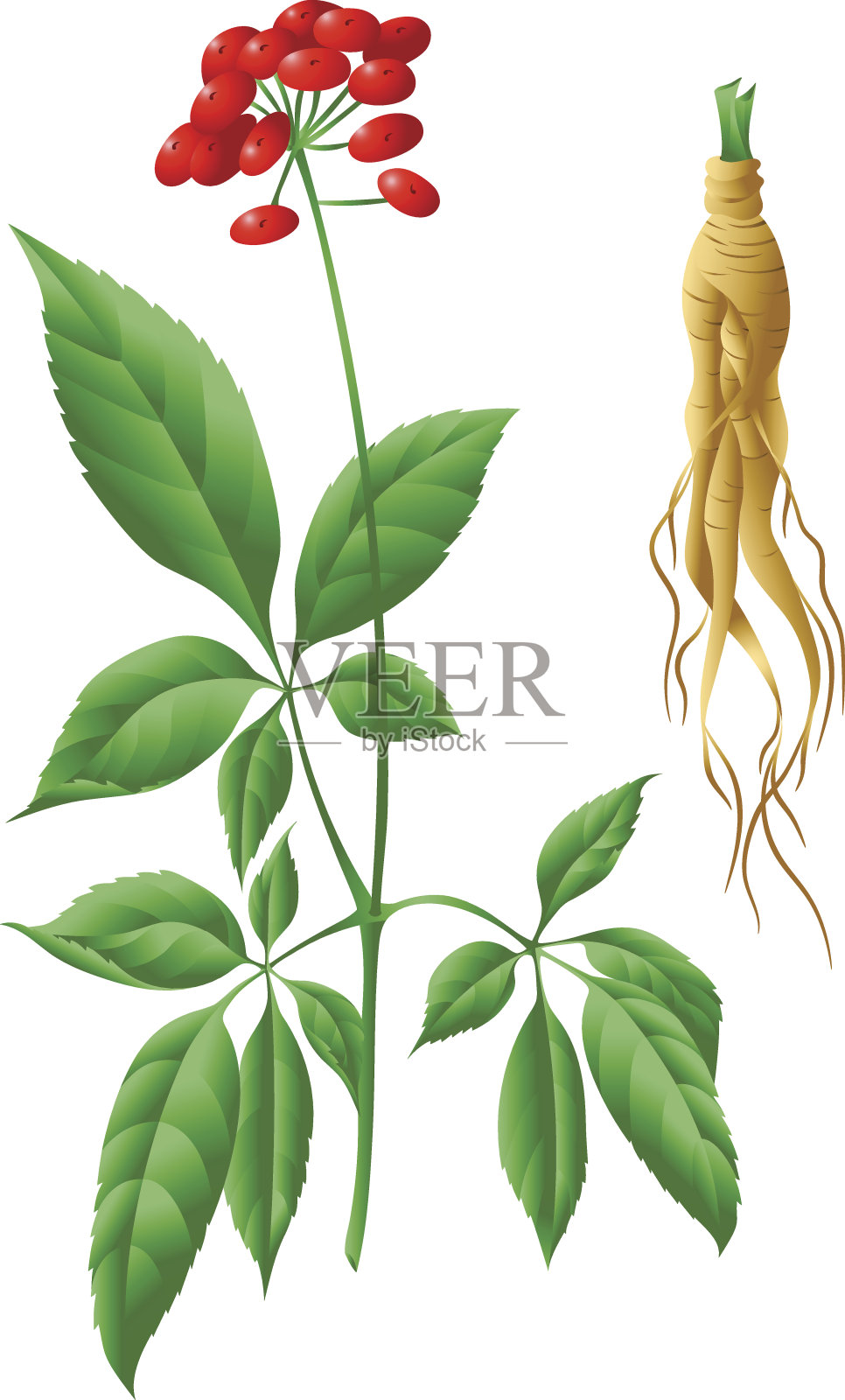 人参的根和茎设计元素图片