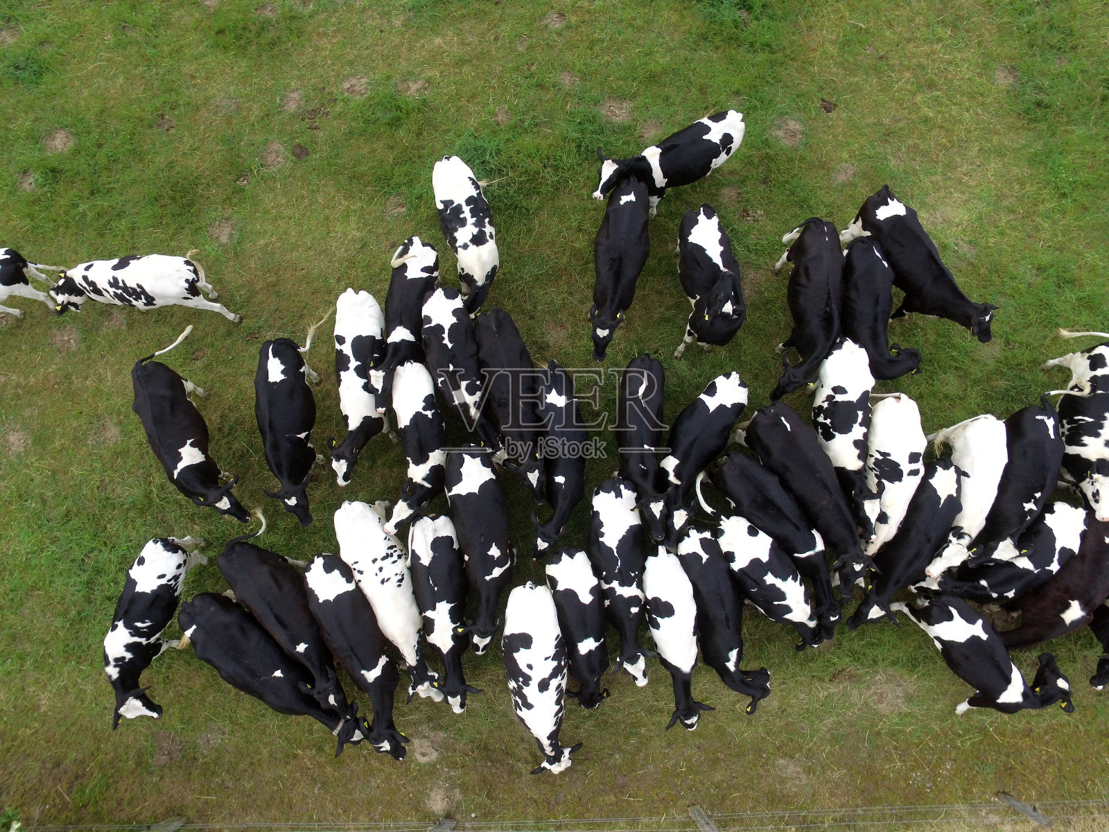 德国牧场牛的鸟瞰图照片摄影图片