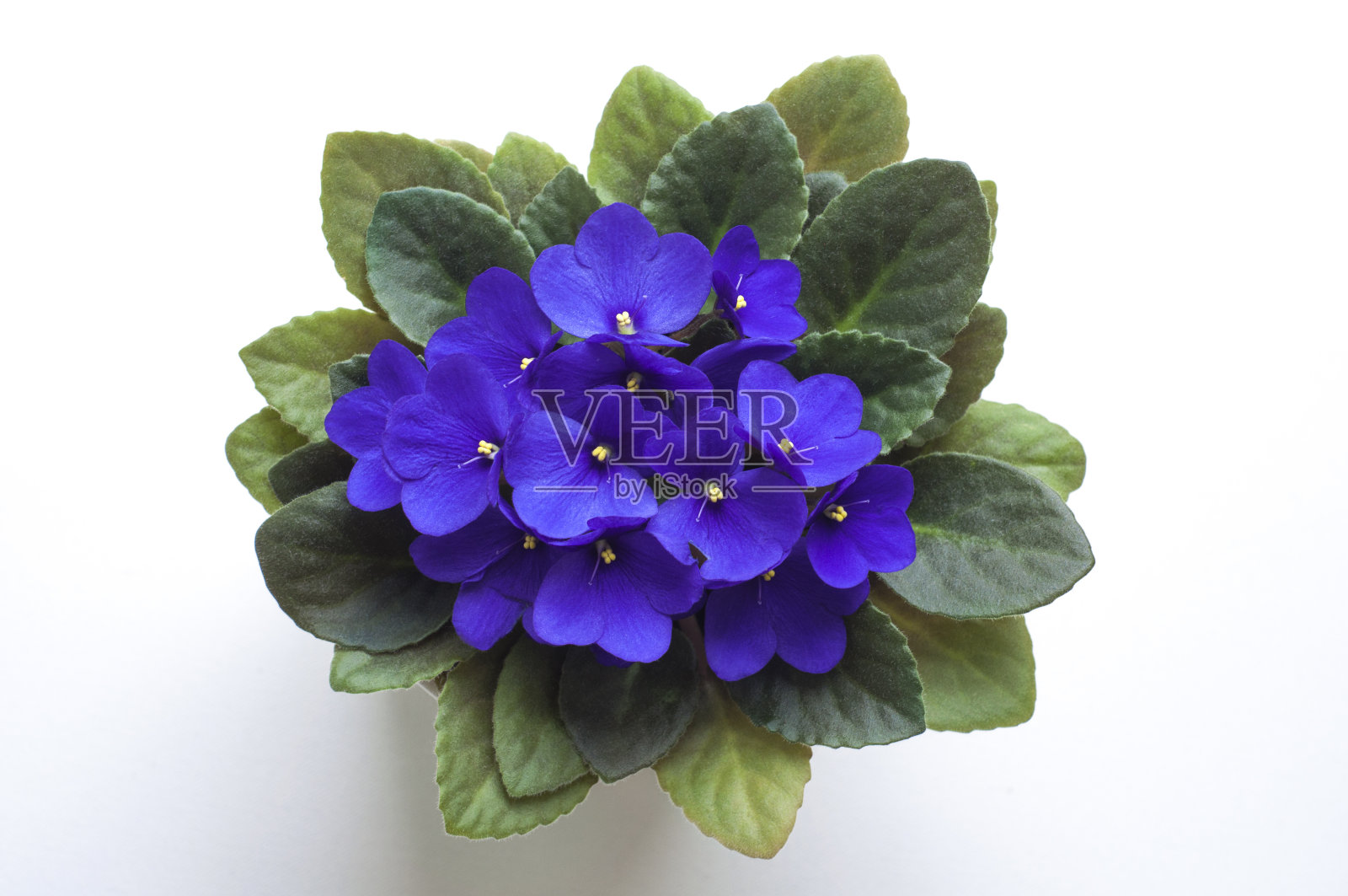 蓝色的非洲紫罗兰花从上面。象征着不做作和忠诚。照片摄影图片