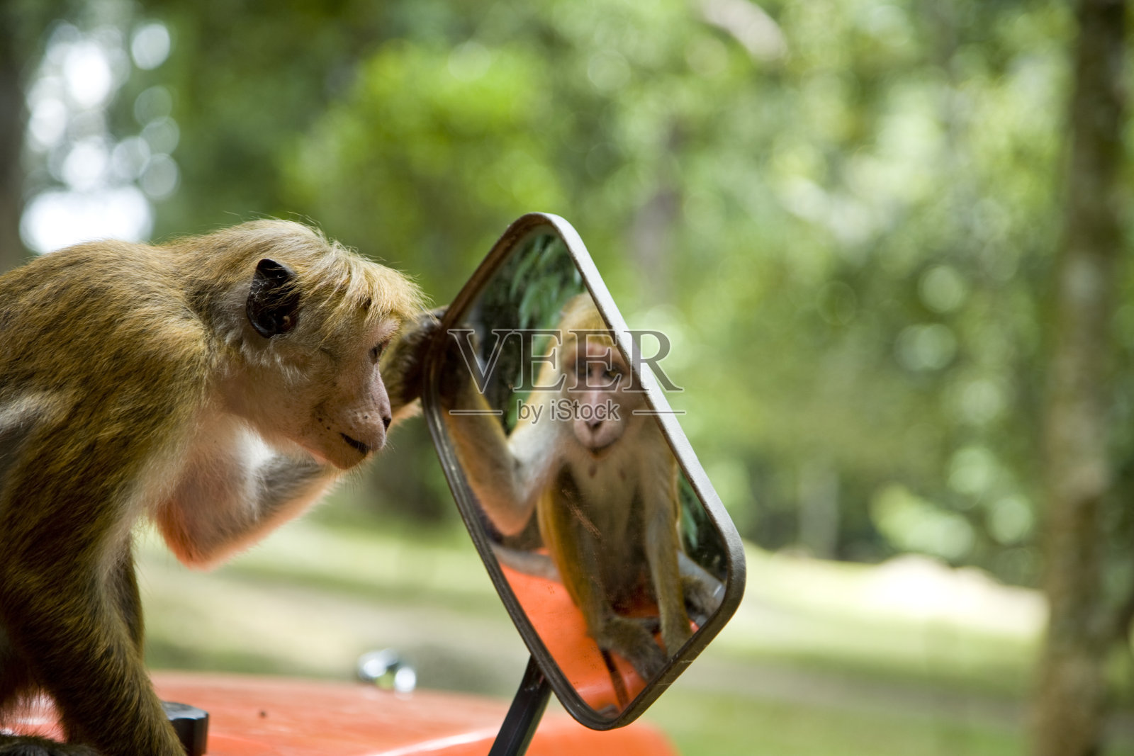 无耻的猴子看着它的倒影照片摄影图片