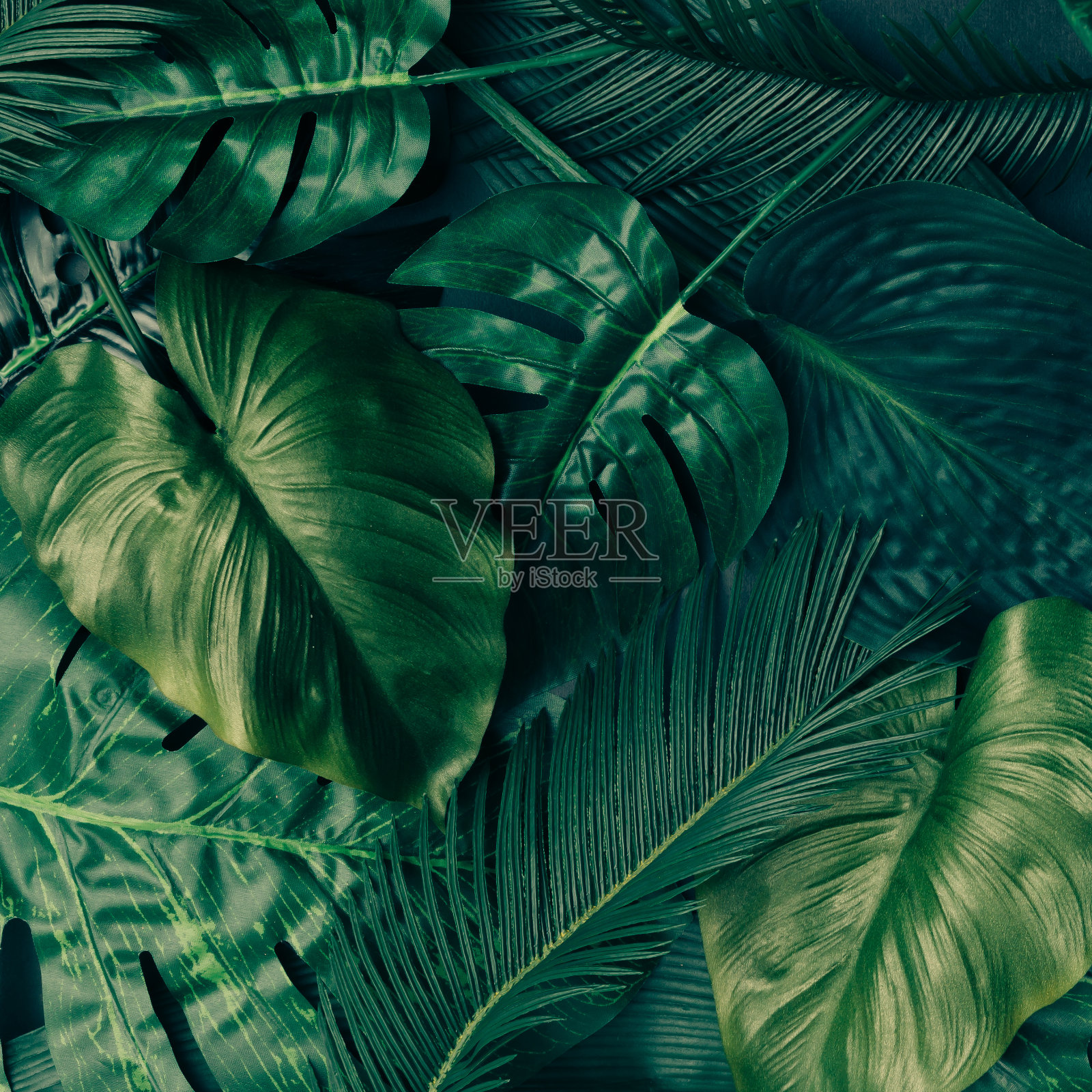 创意的热带绿叶布局。自然春天的概念。平的。背景图片素材