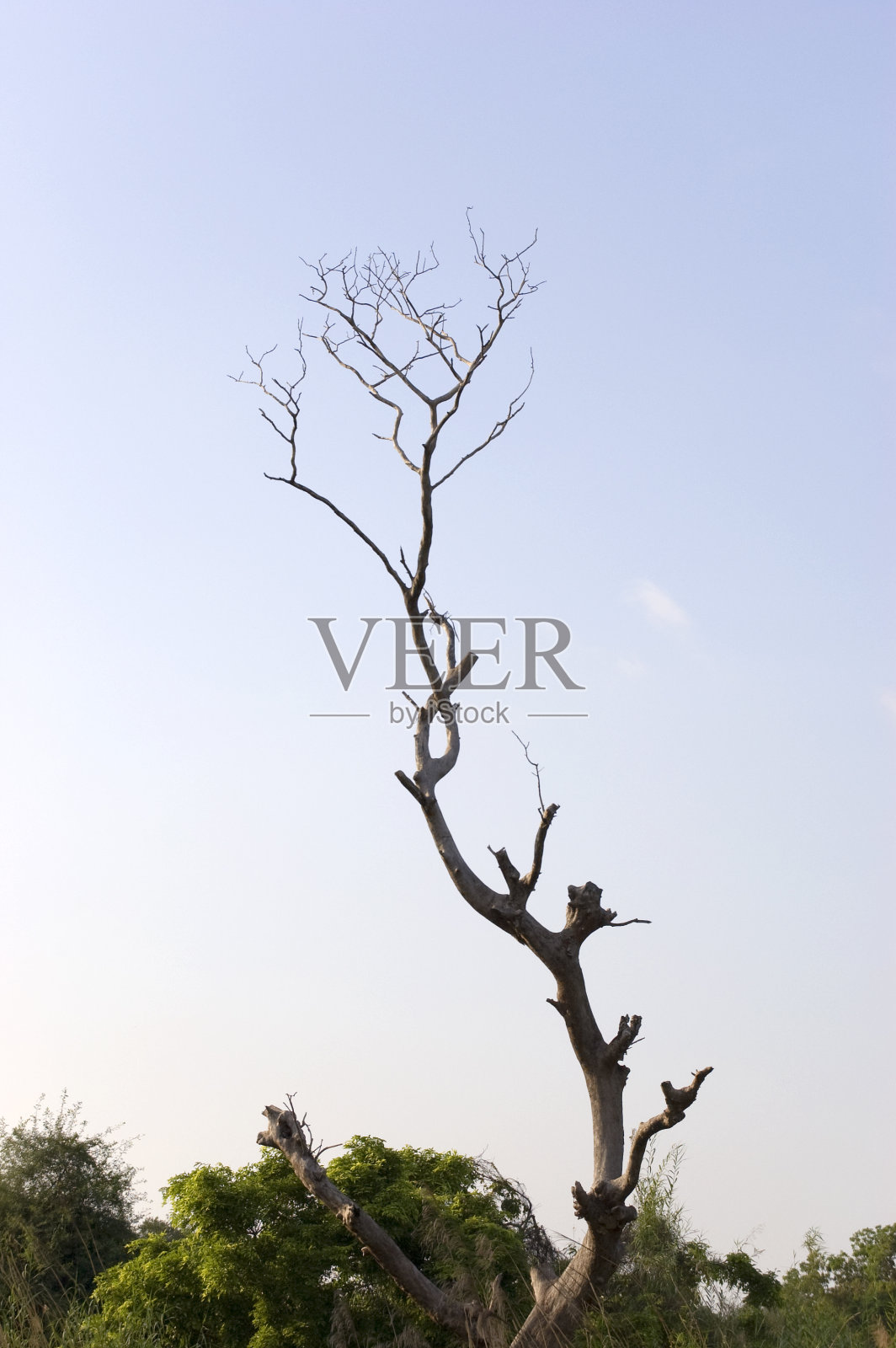 孤独的垂死的树照片摄影图片