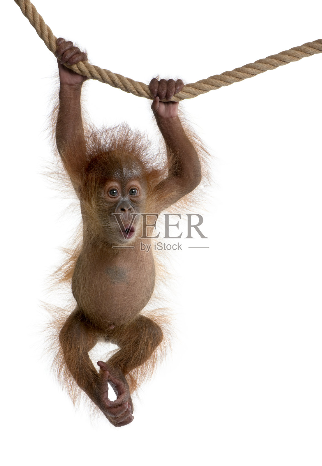 小苏门答腊猩猩挂在绳子上，背景是白色照片摄影图片