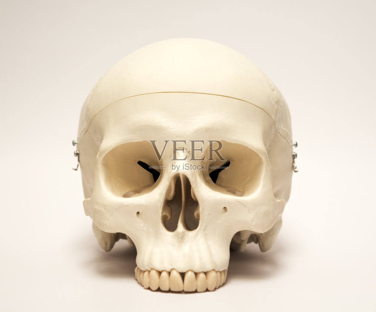 人工颅骨模型照片摄影图片