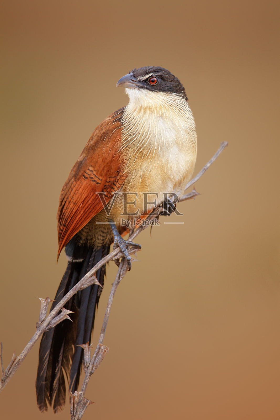 Burchell coucal(绿啄木鸟)照片摄影图片