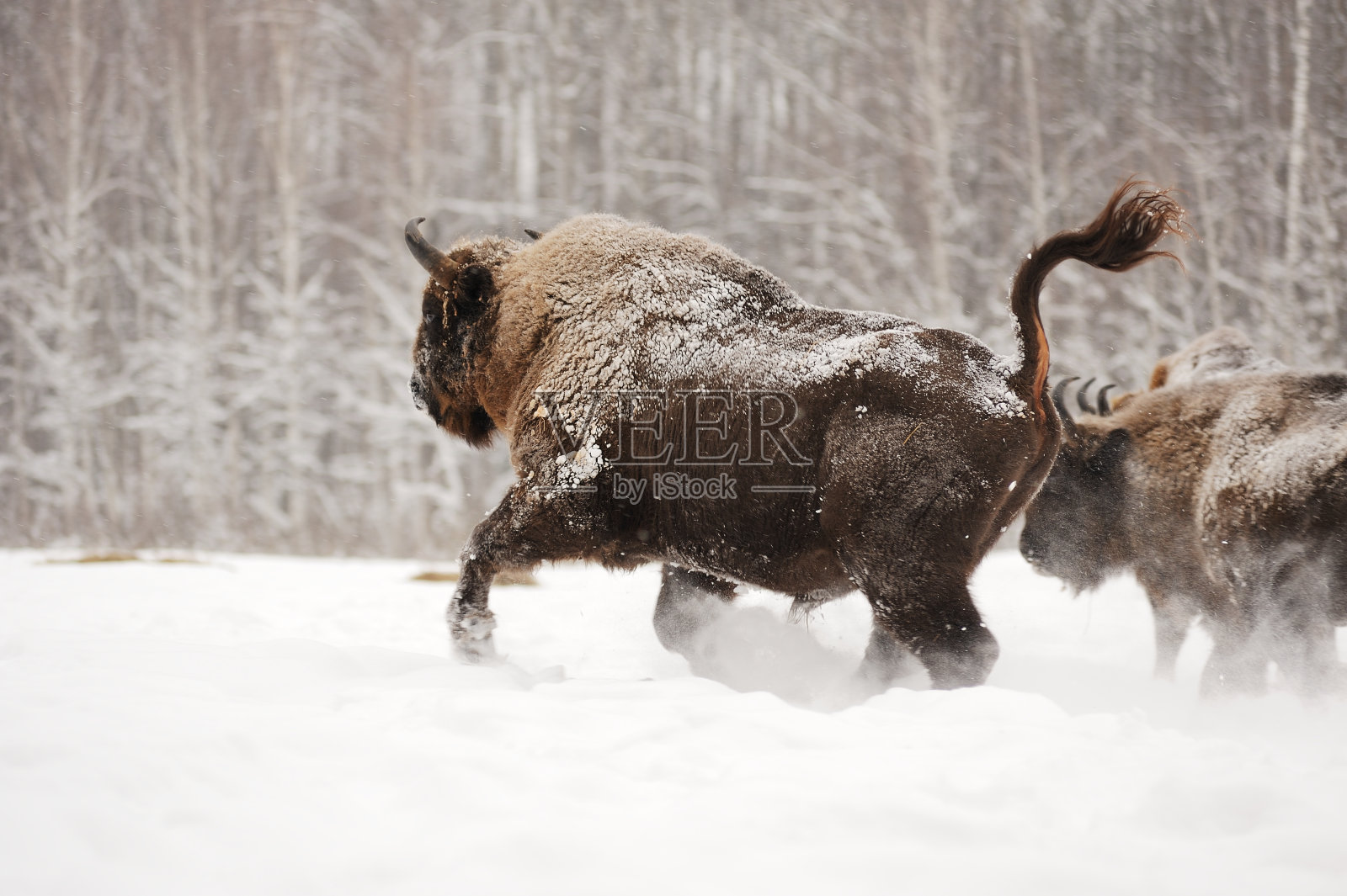 欧洲野牛在俄罗斯奥洛夫斯科耶波里西国家公园奔跑照片摄影图片