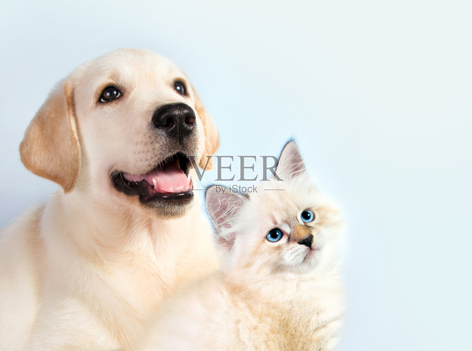 猫和狗在一起，涅瓦化装小猫，金毛看着右边照片摄影图片