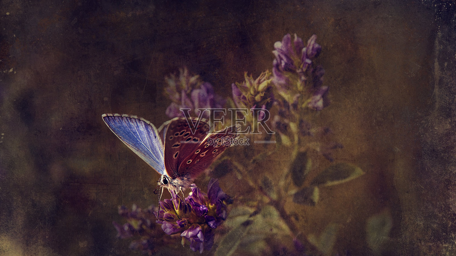 野花上的蝴蝶照片摄影图片
