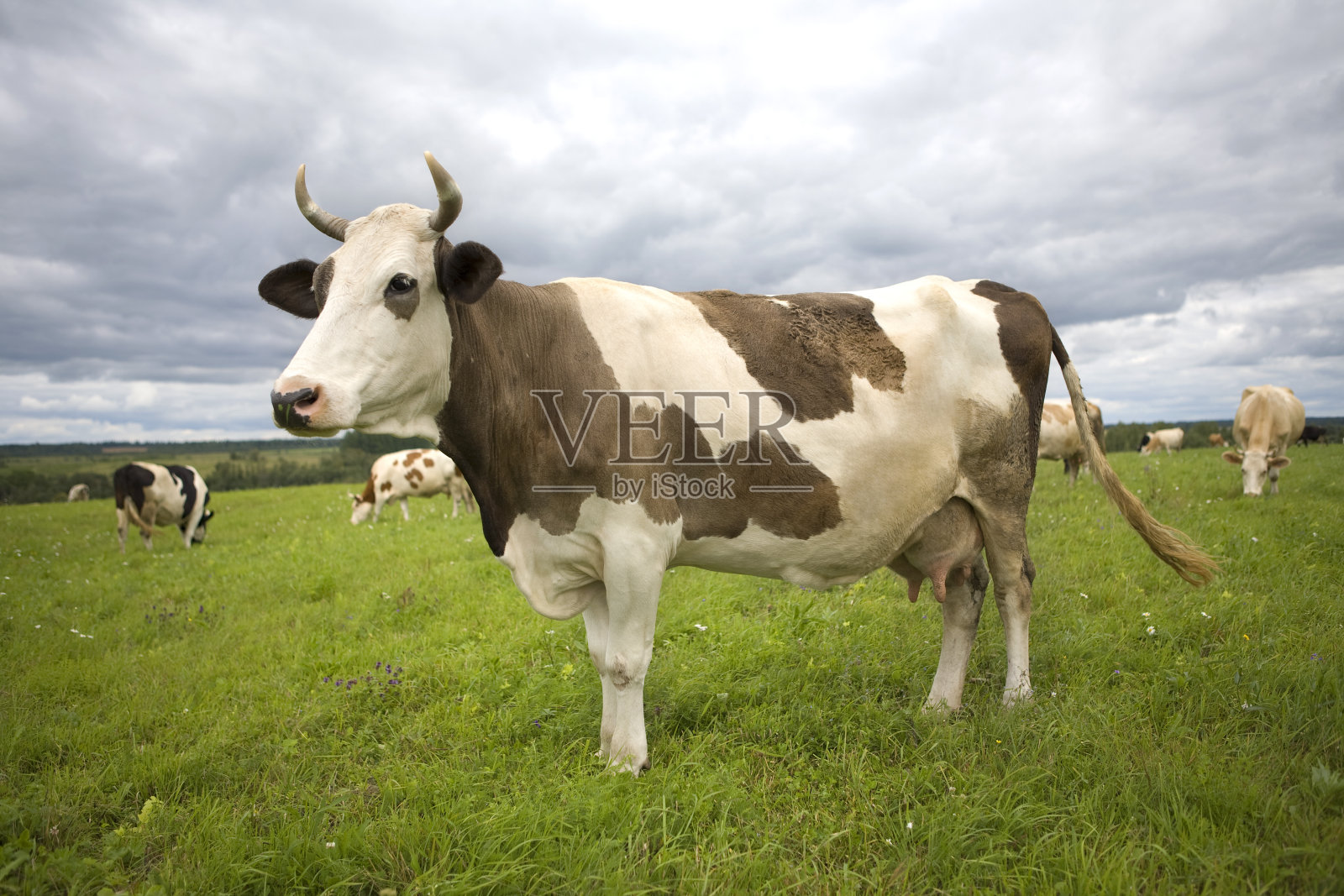 绿草上的牛和多云的天空照片摄影图片