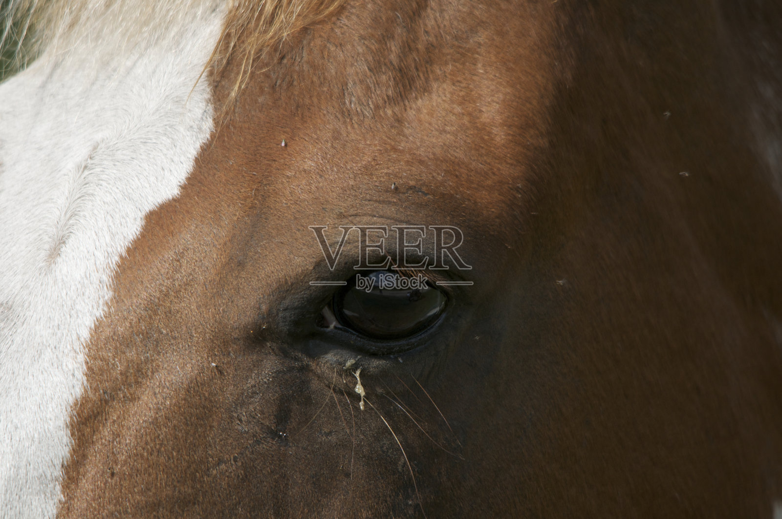 马的眼睛照片摄影图片