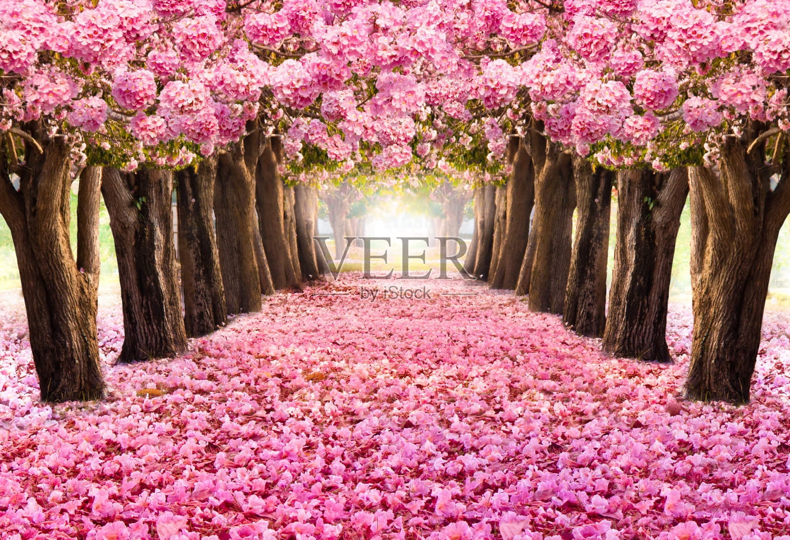 粉红色花树的浪漫隧道。花期在春夏季节。照片摄影图片