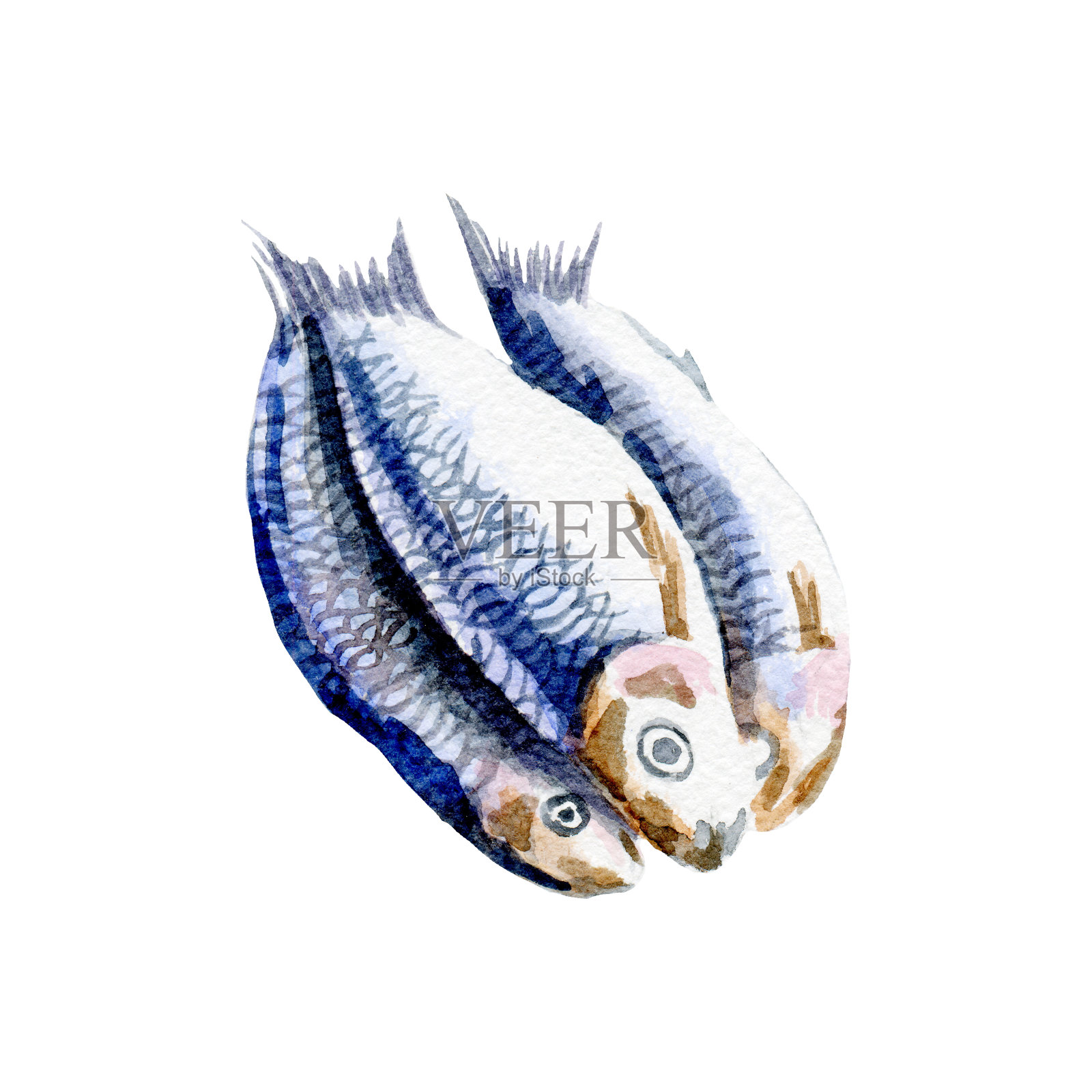 新鲜的鱼插图。手绘水彩在白色的背景。插画图片素材