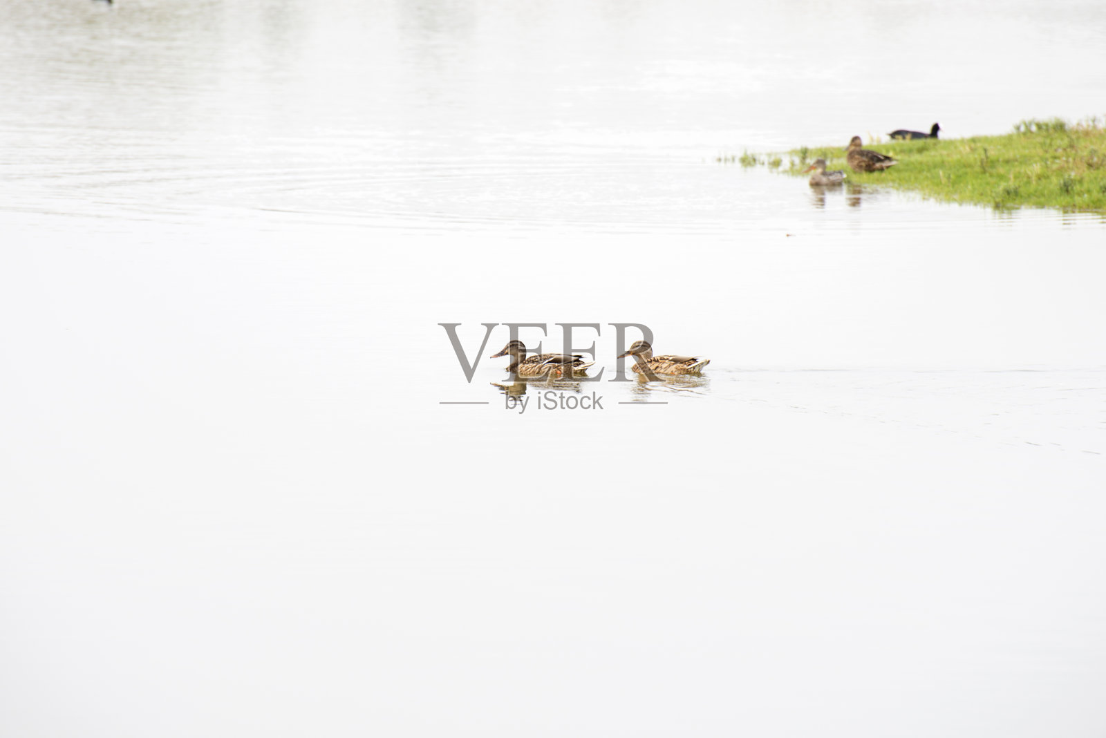 野鸭在湖里游泳照片摄影图片