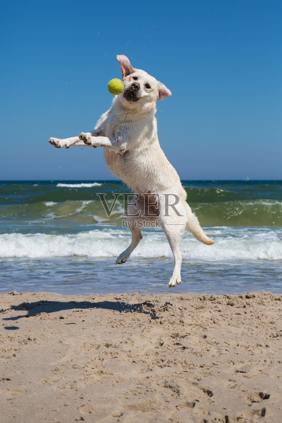 在海滩上玩耍的狗照片摄影图片