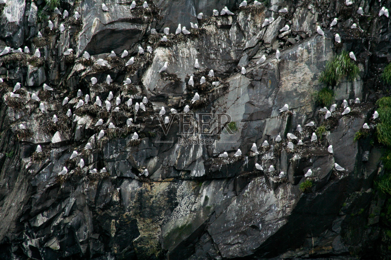 群海鸥照片摄影图片