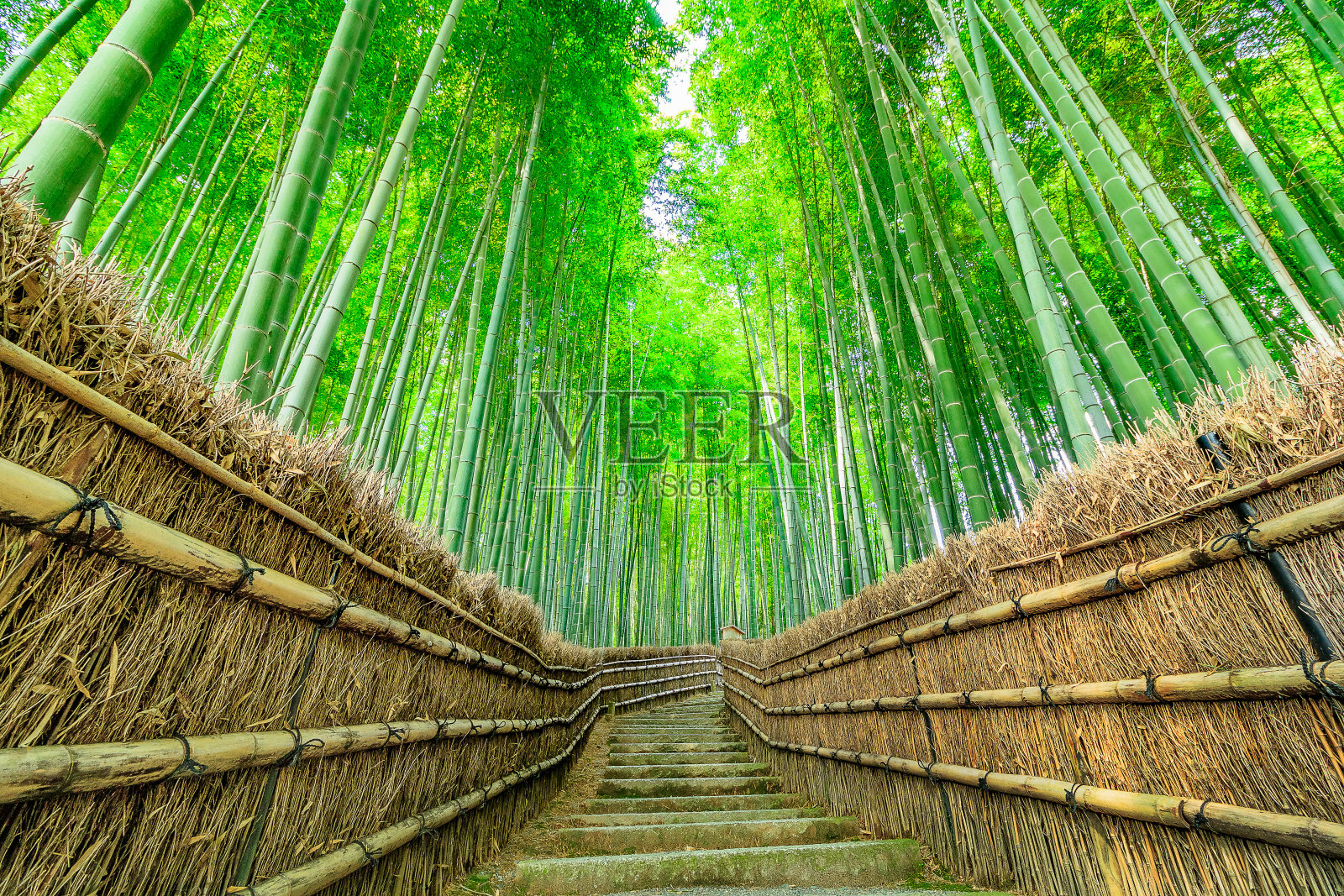 京都竹林照片摄影图片