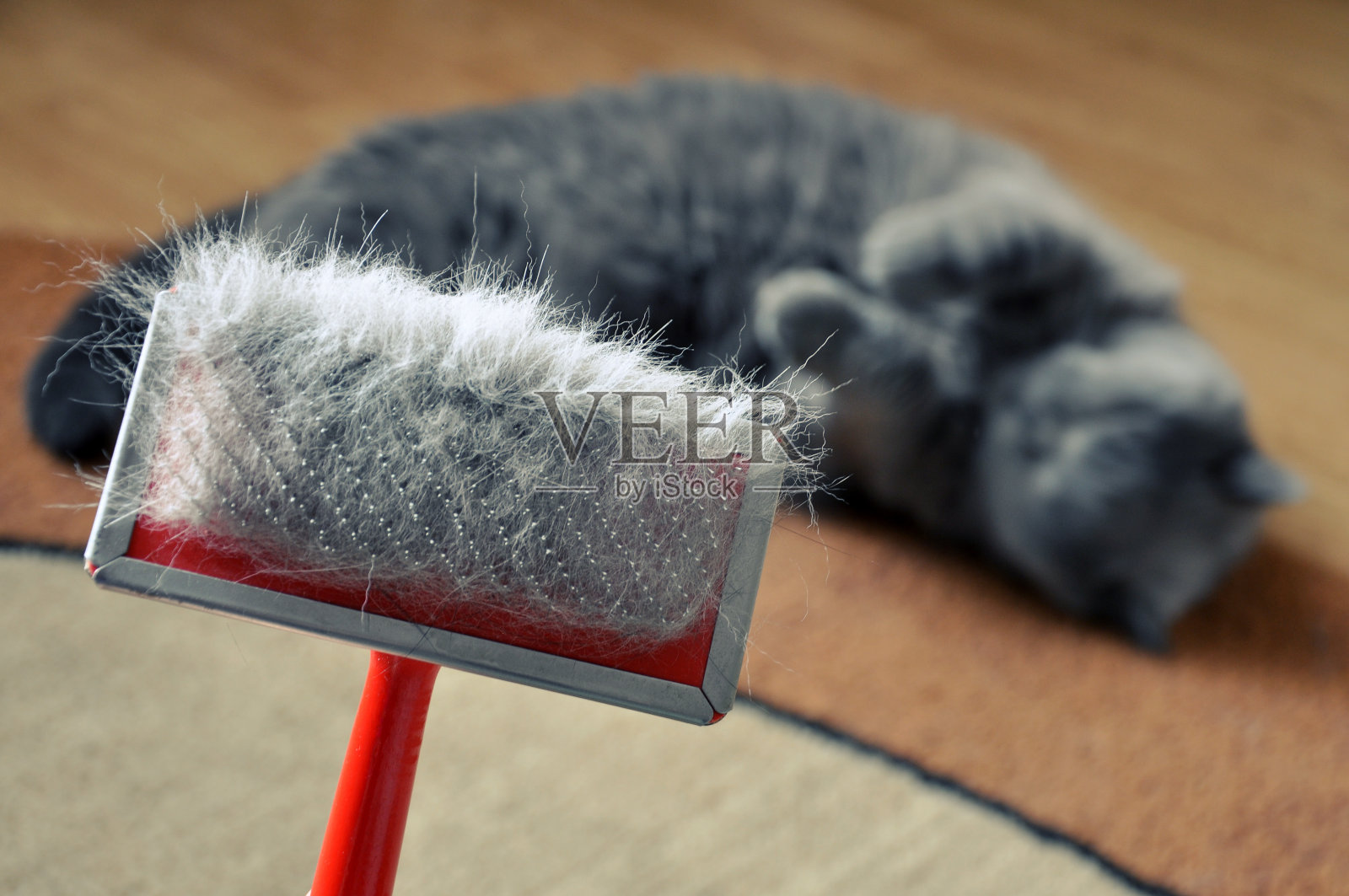 用毛梳理猫毛的刷子。照片摄影图片