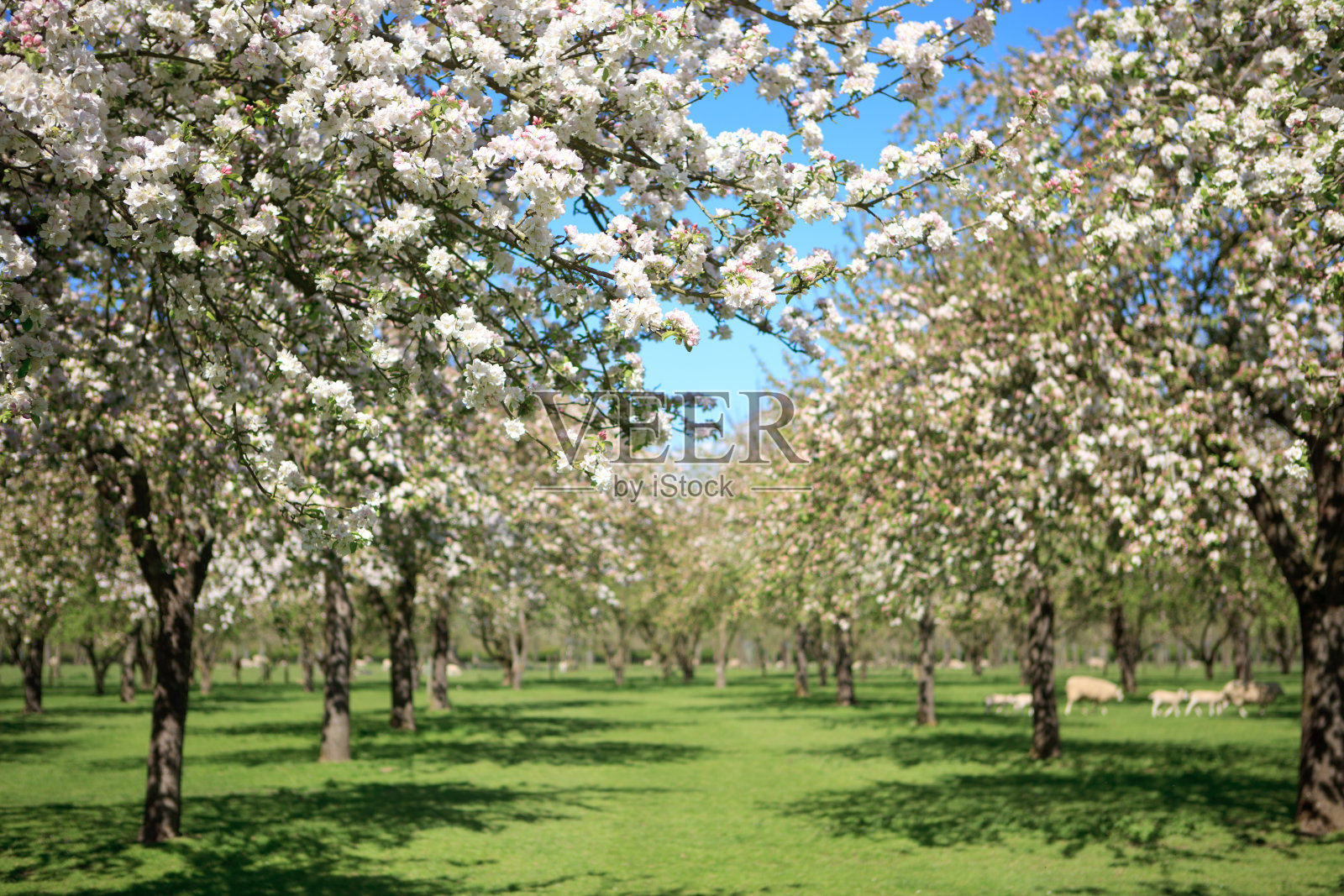 美丽的苹果园开花了照片摄影图片