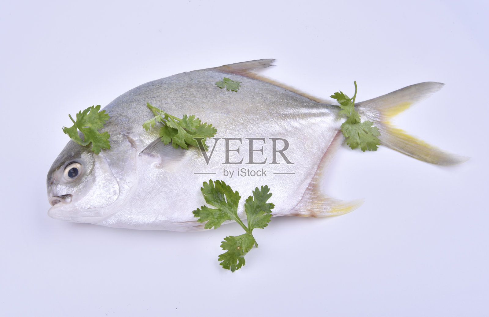 Fresh pompano and cilantro leaves on the white background.照片摄影图片