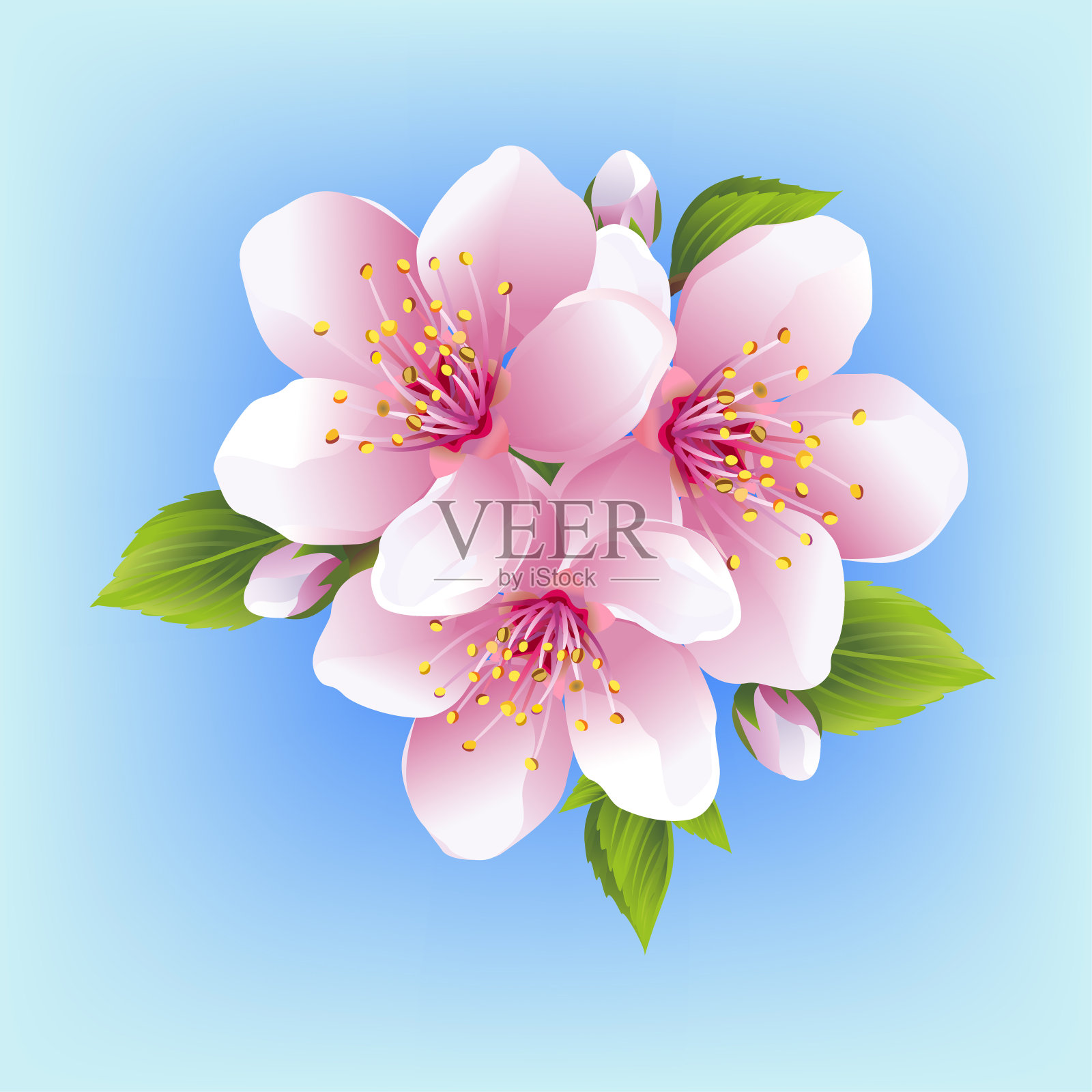 Japanese cherry blossom isolated插画图片素材