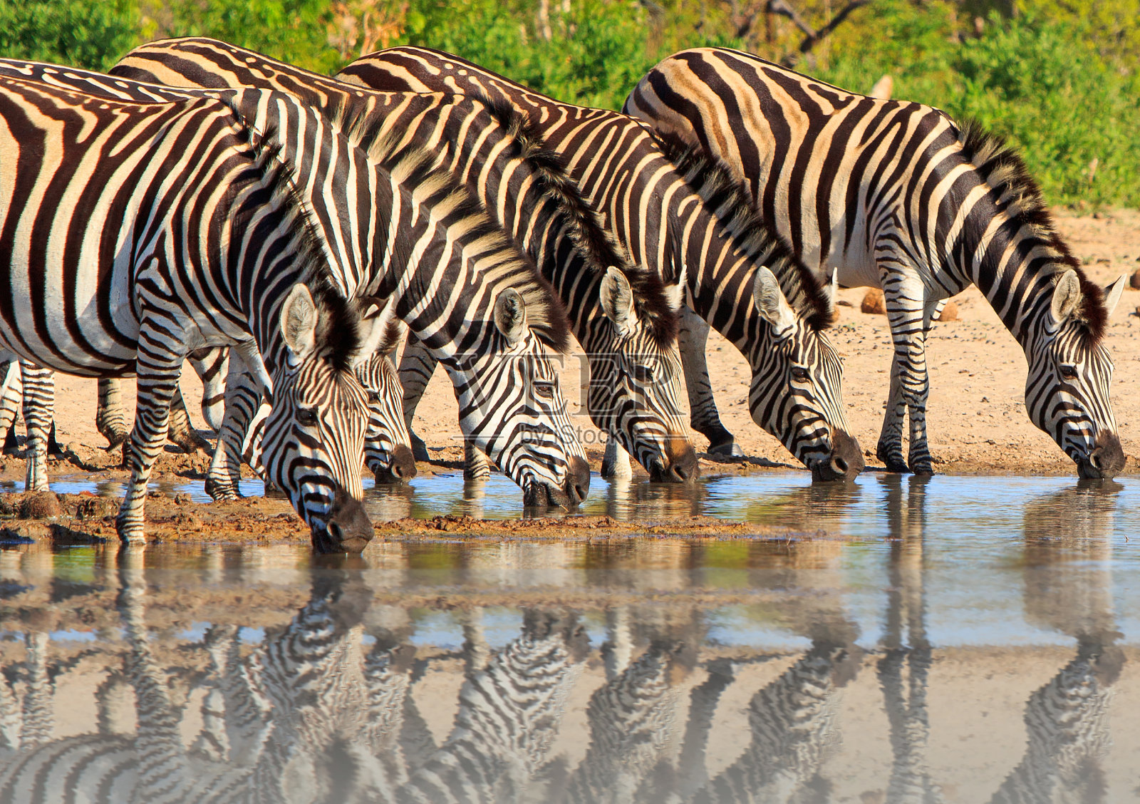 在津巴布韦万基，一群伯切尔斯斑马正在一个水坑里喝水，照片摄影图片