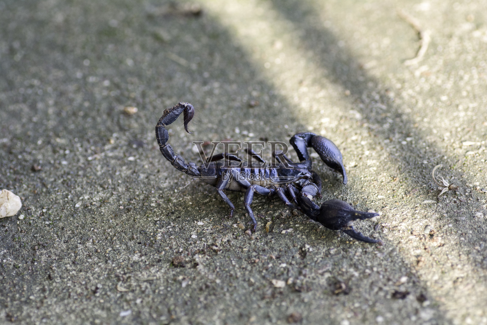 水泥地板上的蝎子照片摄影图片