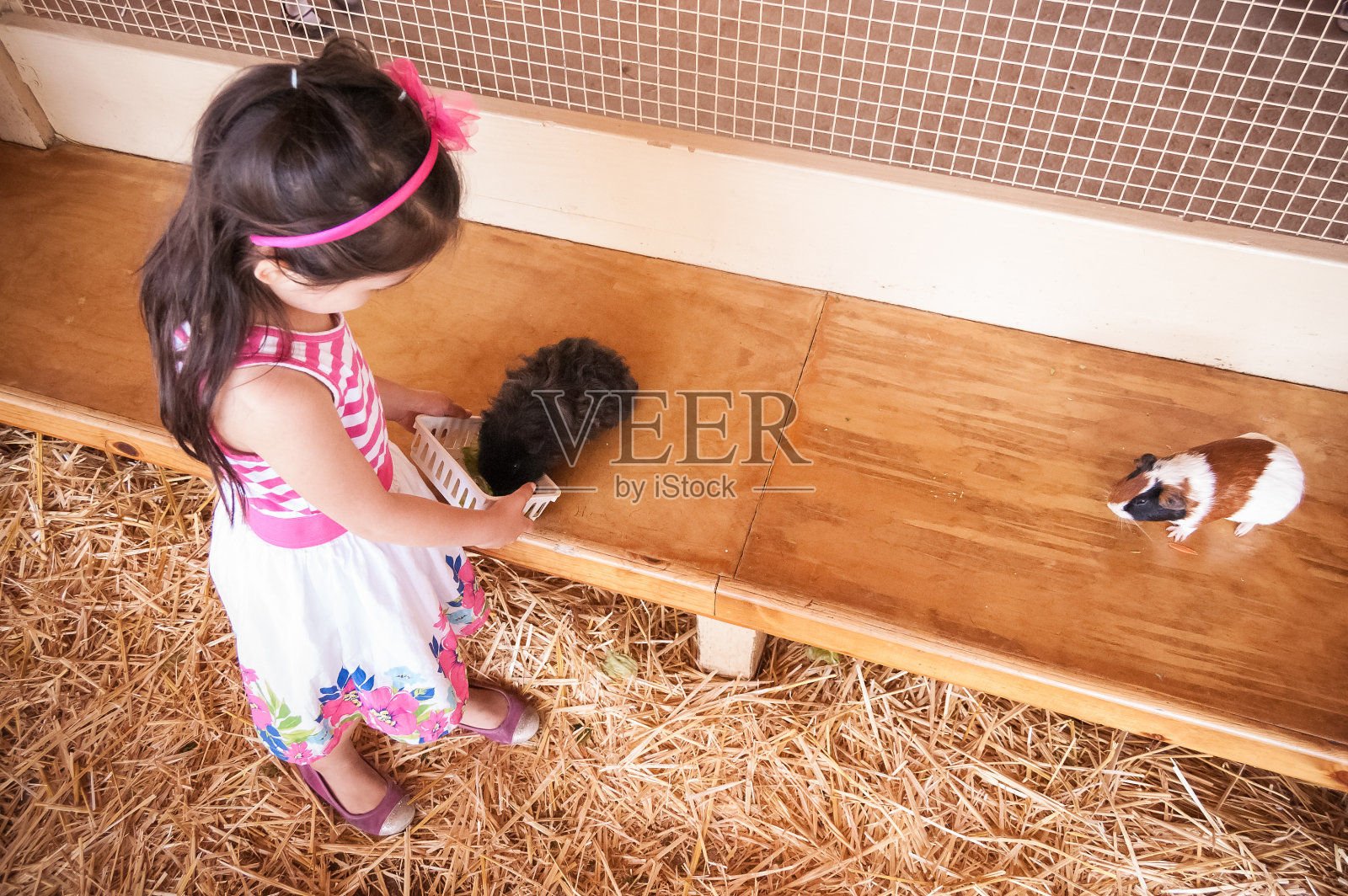 小女孩在宠物动物园喂豚鼠照片摄影图片
