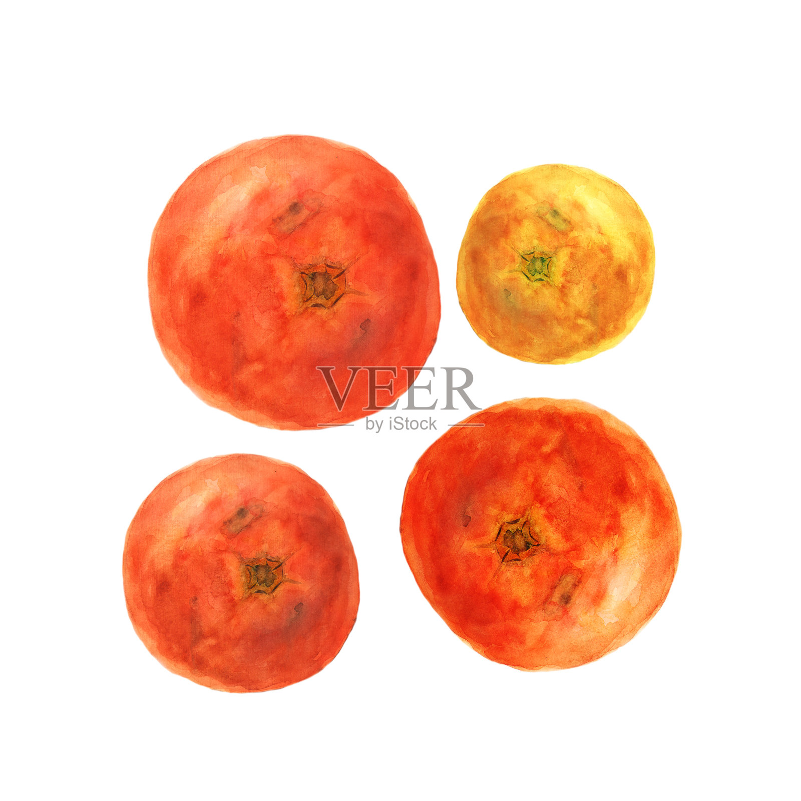 植物水彩插图素描西红柿在白色的背景插画图片素材