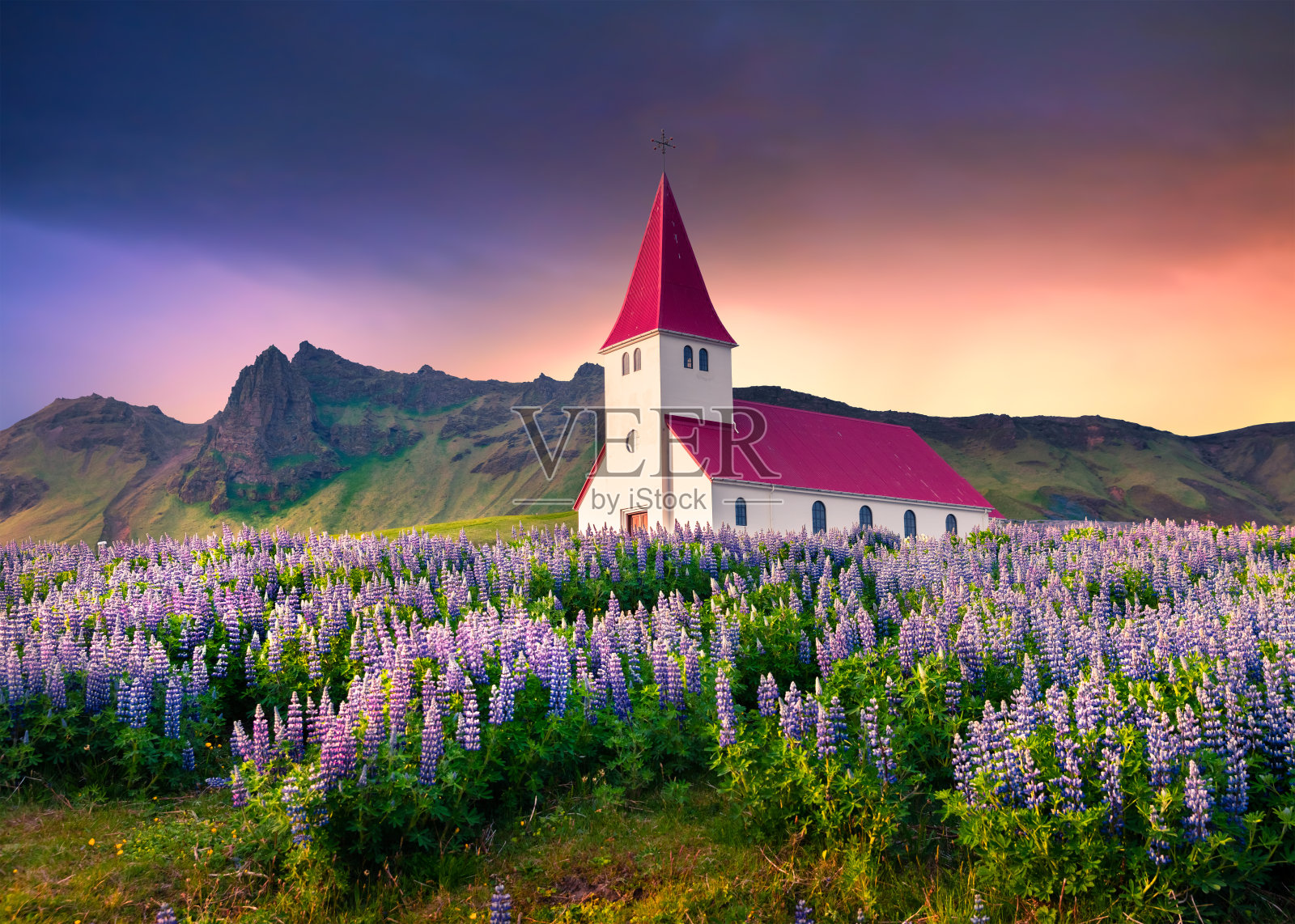 维克村的小教堂被盛开的羽扇豆花包围着。照片摄影图片