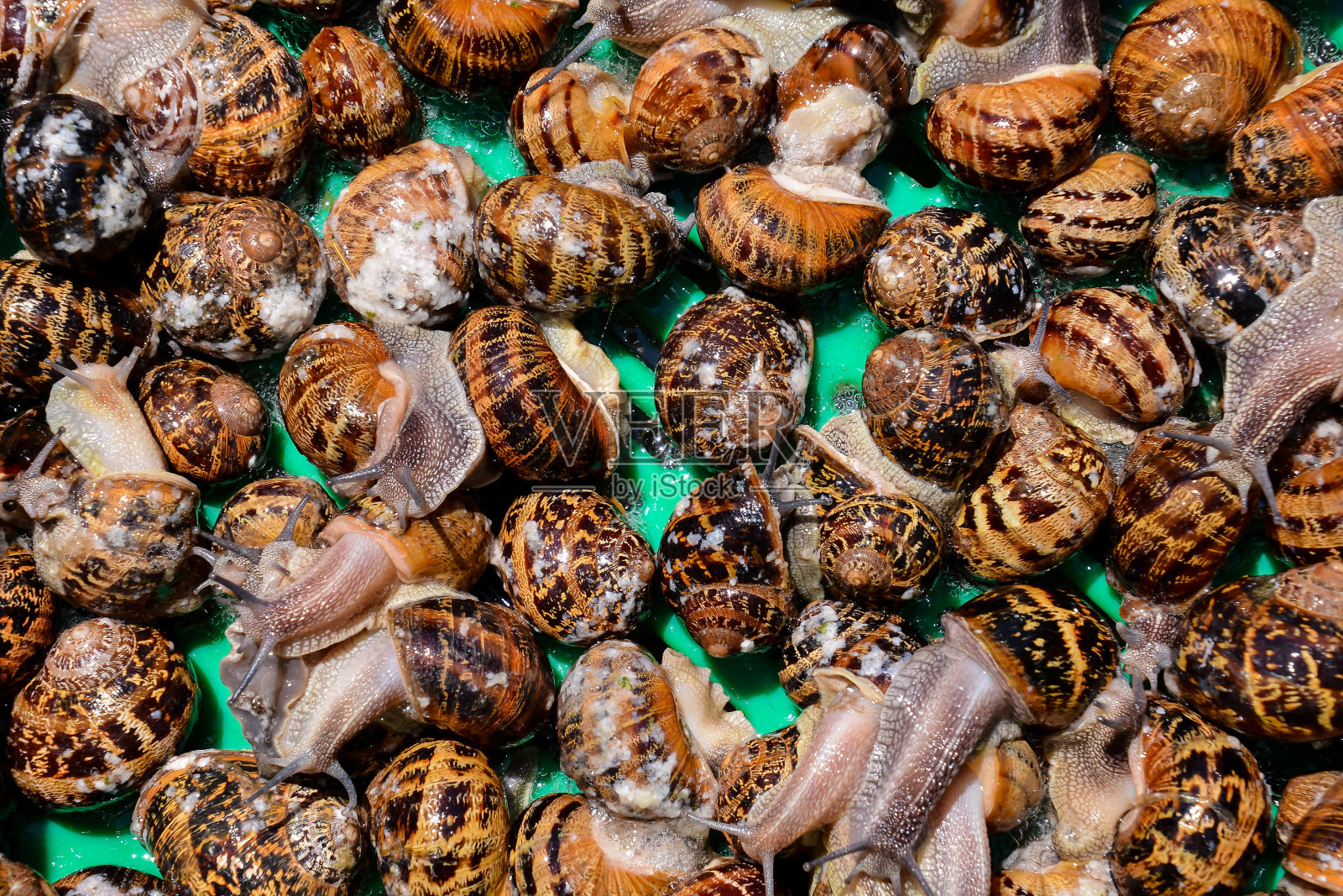 食用蜗牛食用蜗牛照片摄影图片