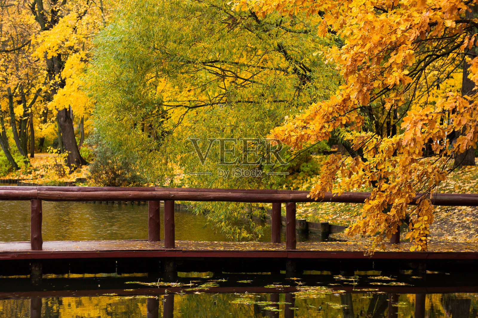 秋天的一天，公园里的枫树和柳树，黄、绿、红三色的树叶在池塘边，木桥穿过池塘。照片摄影图片