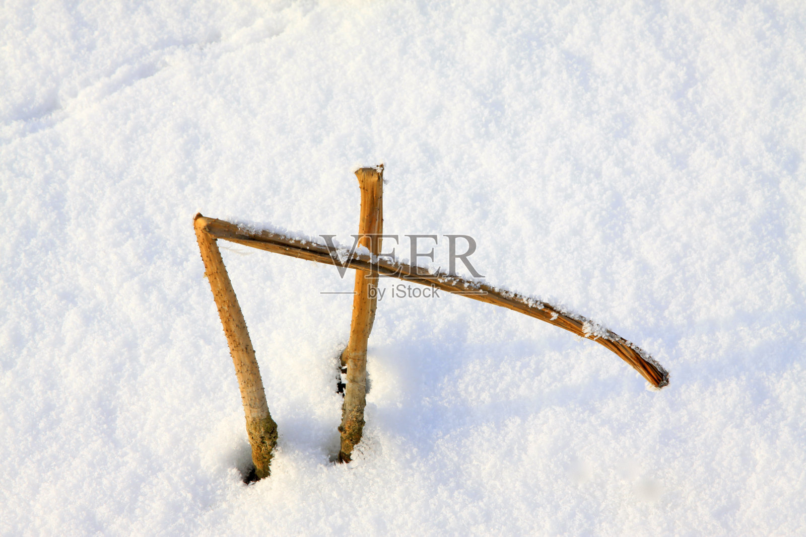 干荷叶在雪中，特写照片照片摄影图片