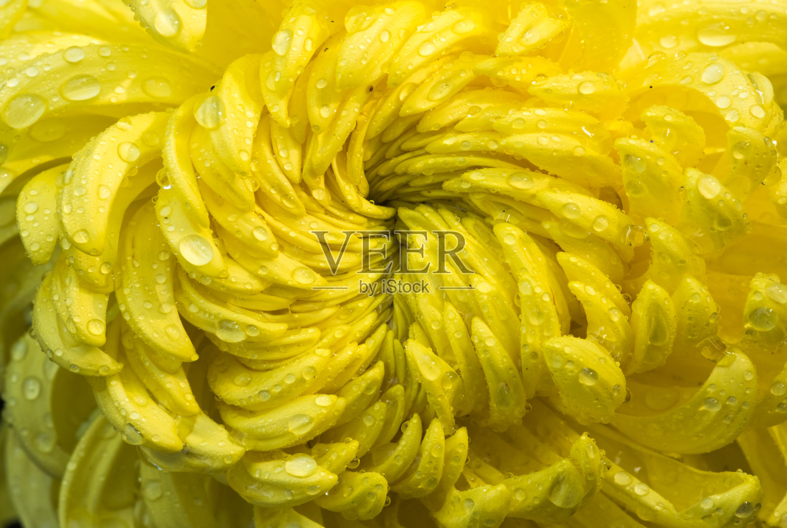 黄色菊花特写与水珠照片摄影图片
