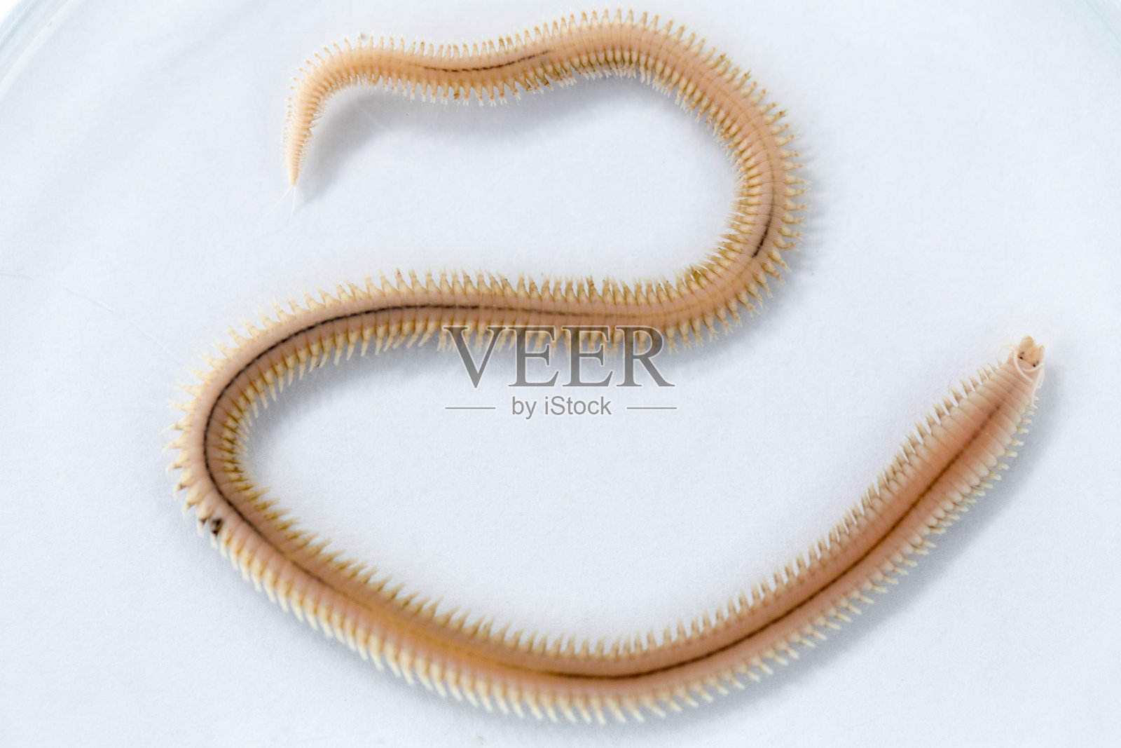 多毛类是一种副生环节类蠕虫，在实验室立体显微镜下一般是海洋生物。照片摄影图片