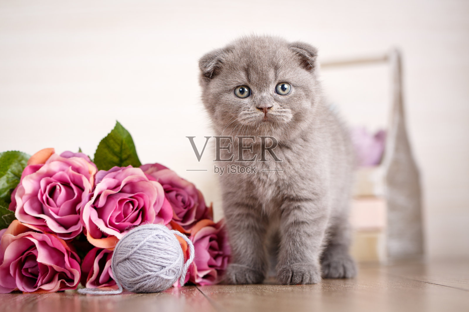 一只拿着玫瑰花的小猫在玩线团。照片摄影图片