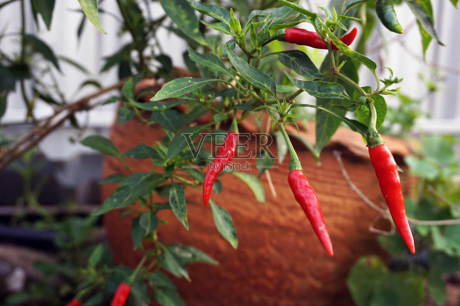 青椒植物，辣椒树，照片摄影图片