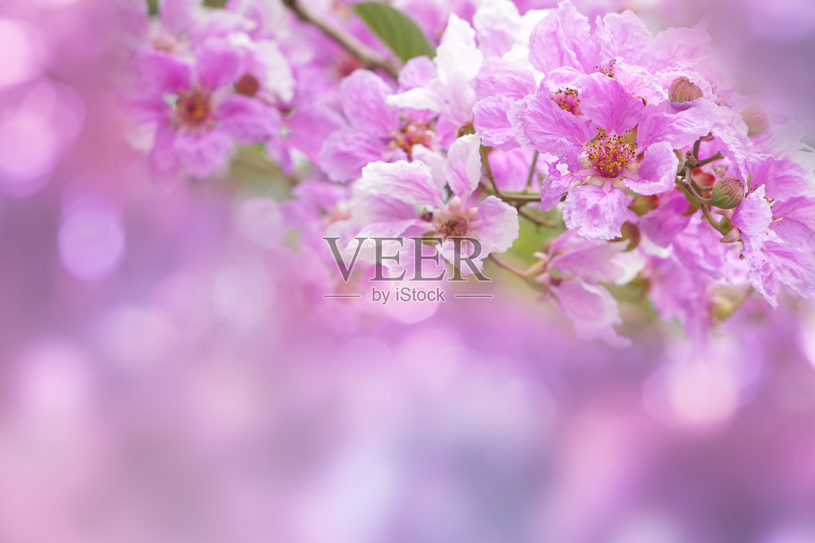 粉花皇后的紫薇或皇后的花柔焦点在甜紫色的背景照片摄影图片