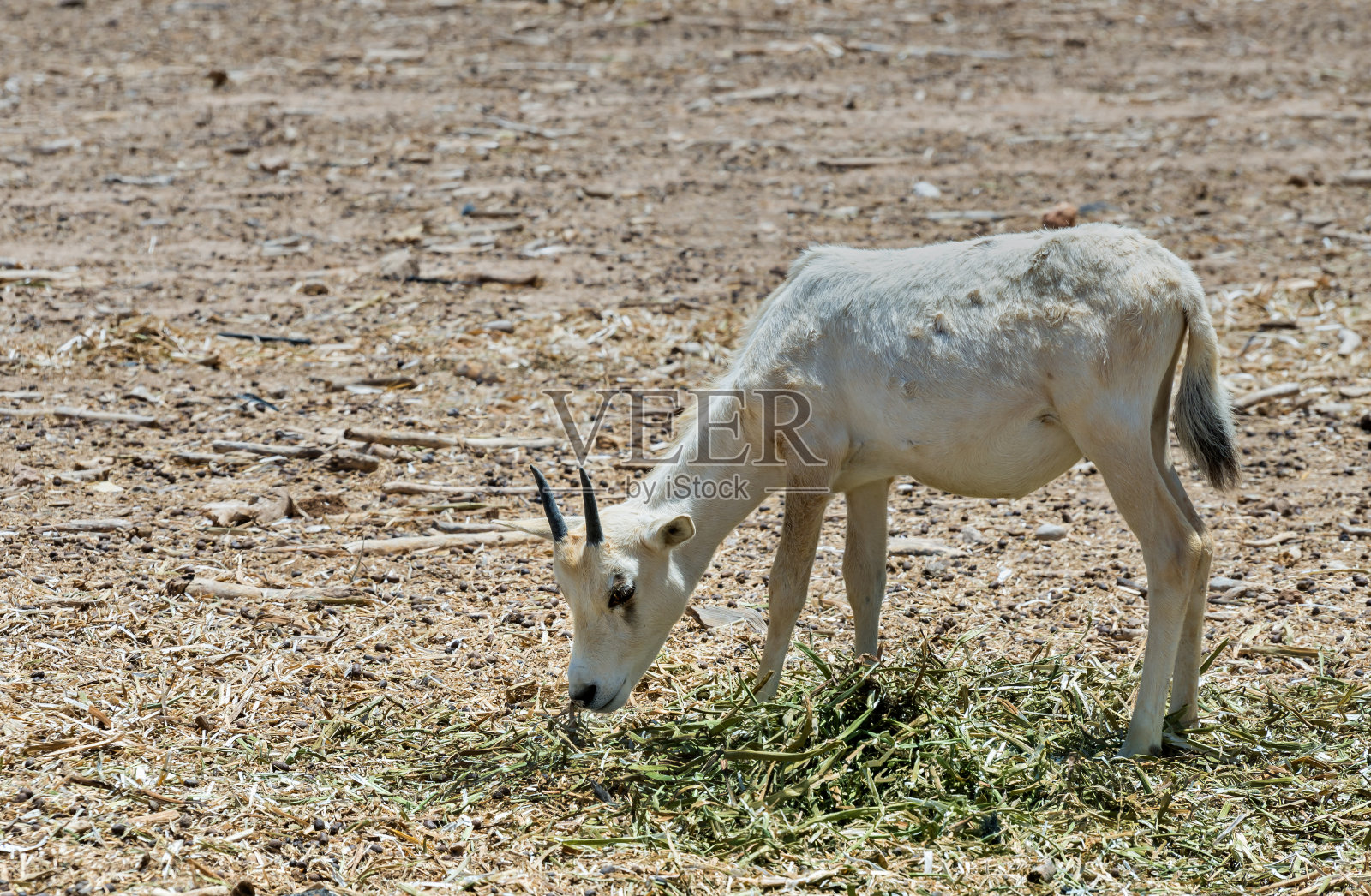 小羚羊，阿拉伯大羚羊(白羚羊)，在以色列埃拉特附近的自然保护区照片摄影图片