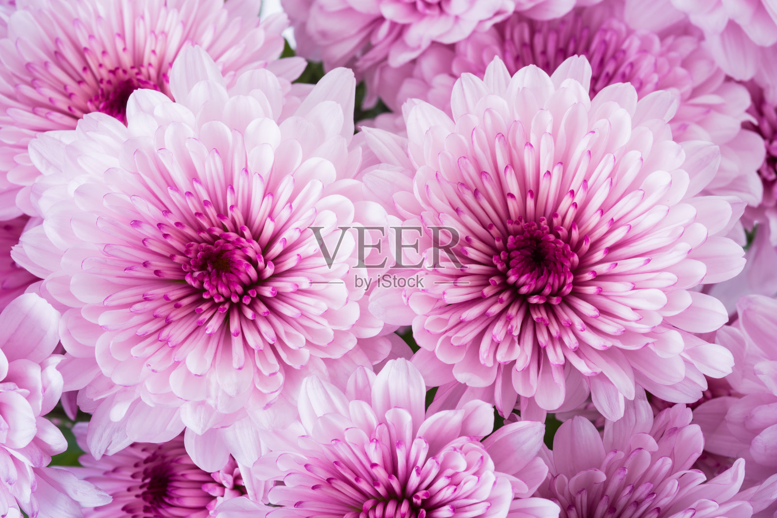 粉红色的菊花照片摄影图片