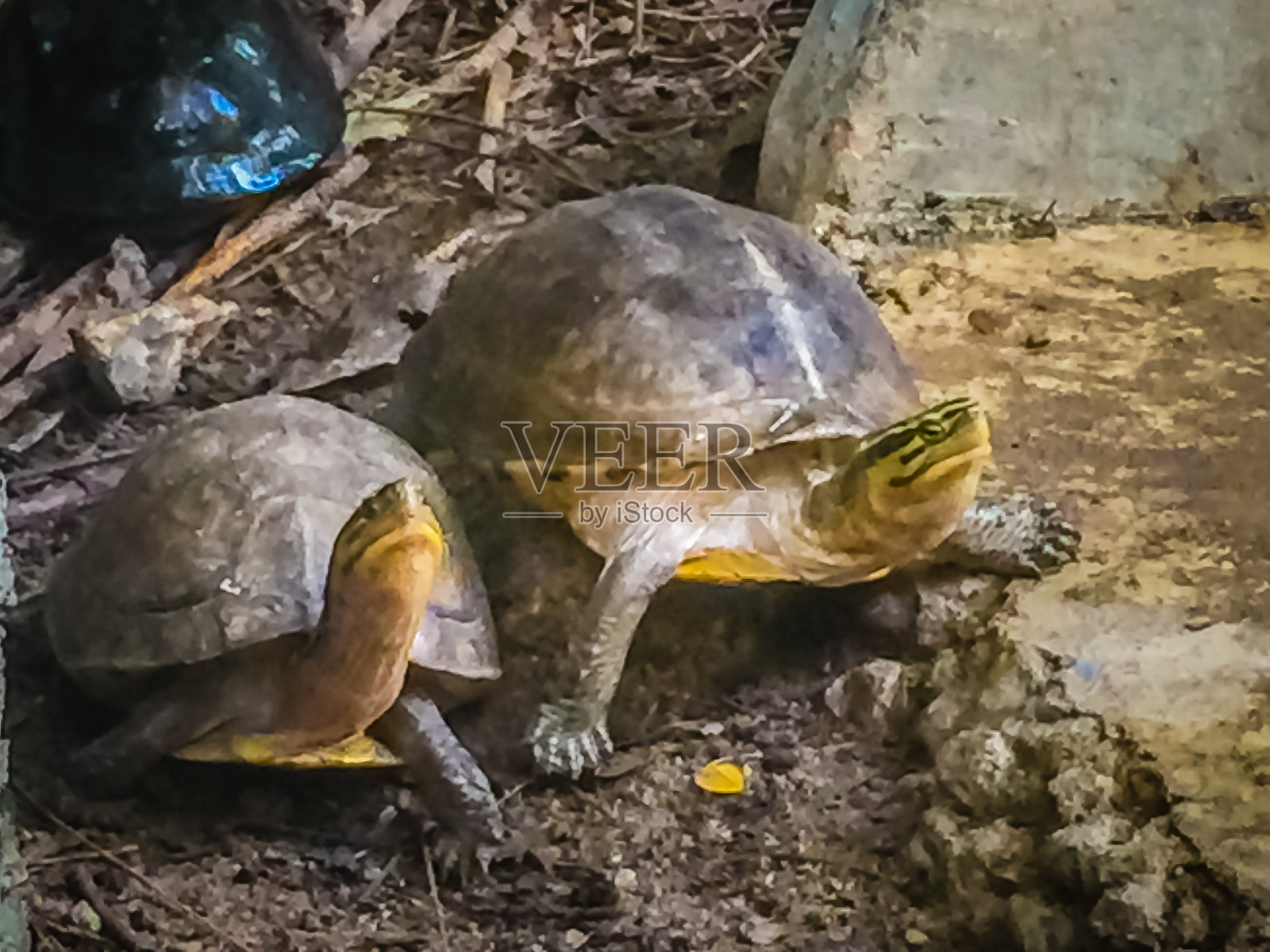 亚洲箱龟，暹罗箱龟(暹罗箱龟)有一个黑色橄榄的头部，侧面有三条黄色条纹。照片摄影图片