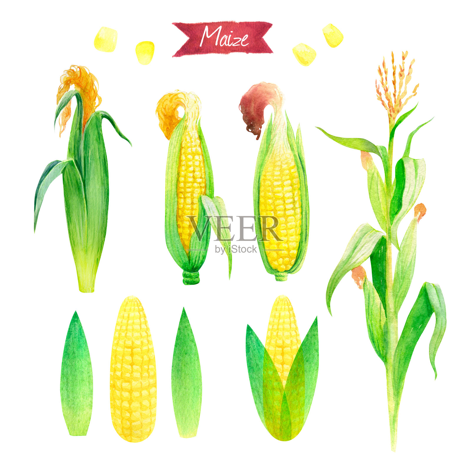 新鲜的玉米植物，耳朵，叶子和种子的水彩插图孤立的白色背景与修剪路径插画图片素材
