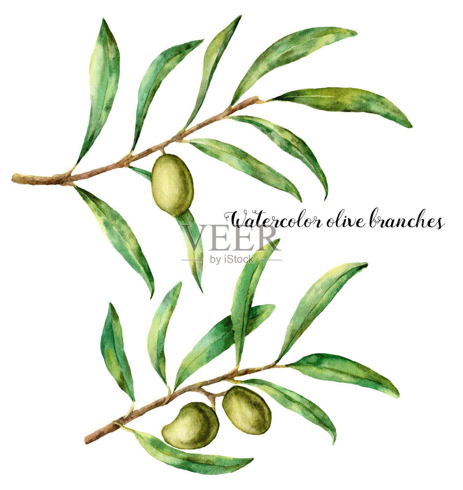 橄榄枝水彩画。手绘花卉插图与橄榄水果和树枝与树叶孤立在白色的背景。用于设计、印花和面料插画图片素材