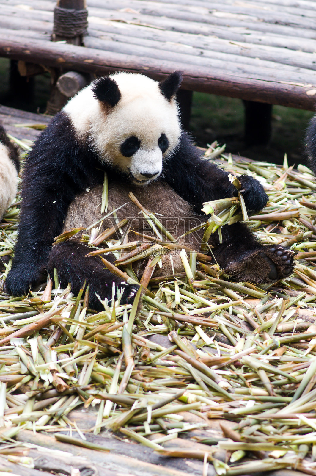 大熊猫吃竹子由成都照片摄影图片