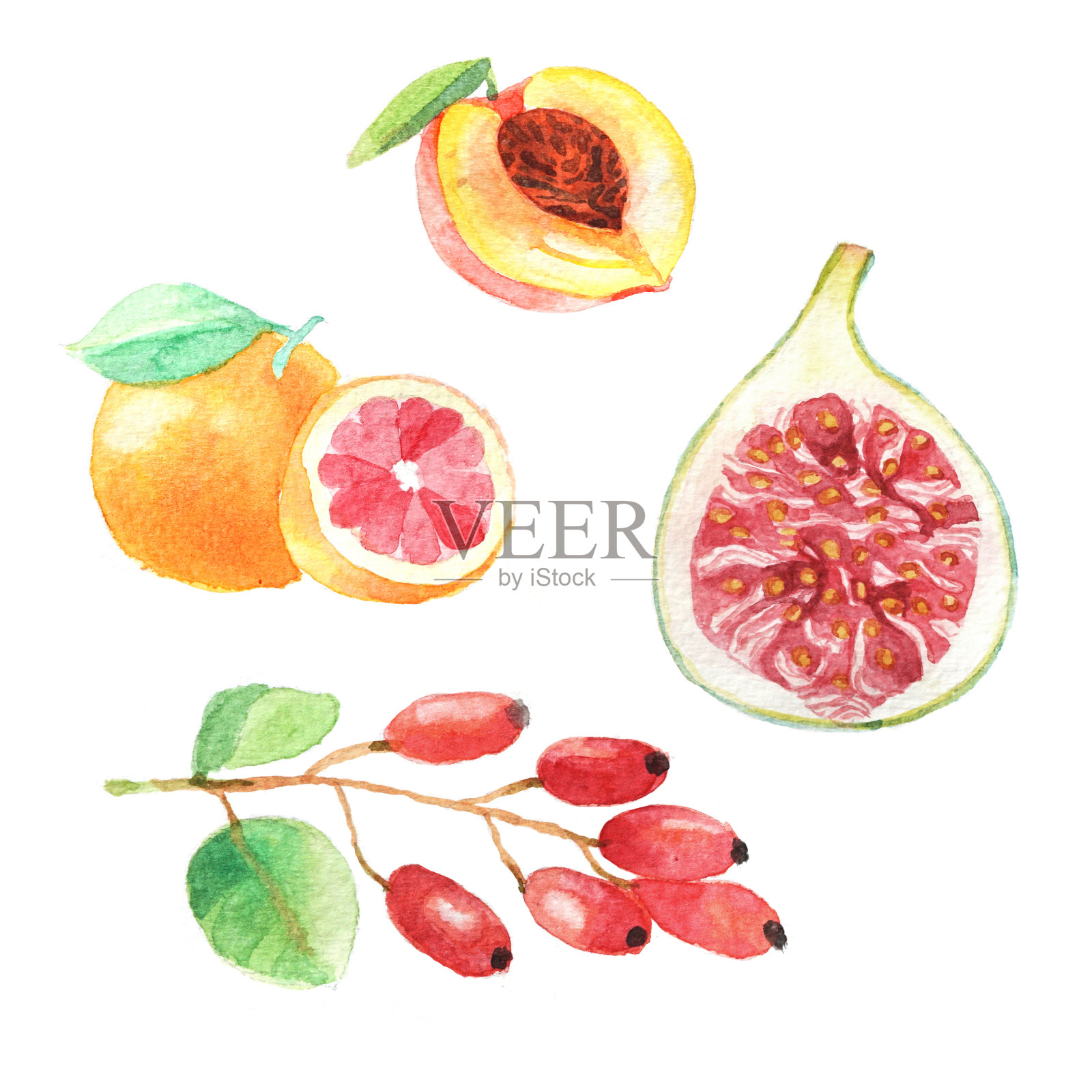 手套水彩水果、鲜食、桃、枸杞、柚子、无花果插画图片素材