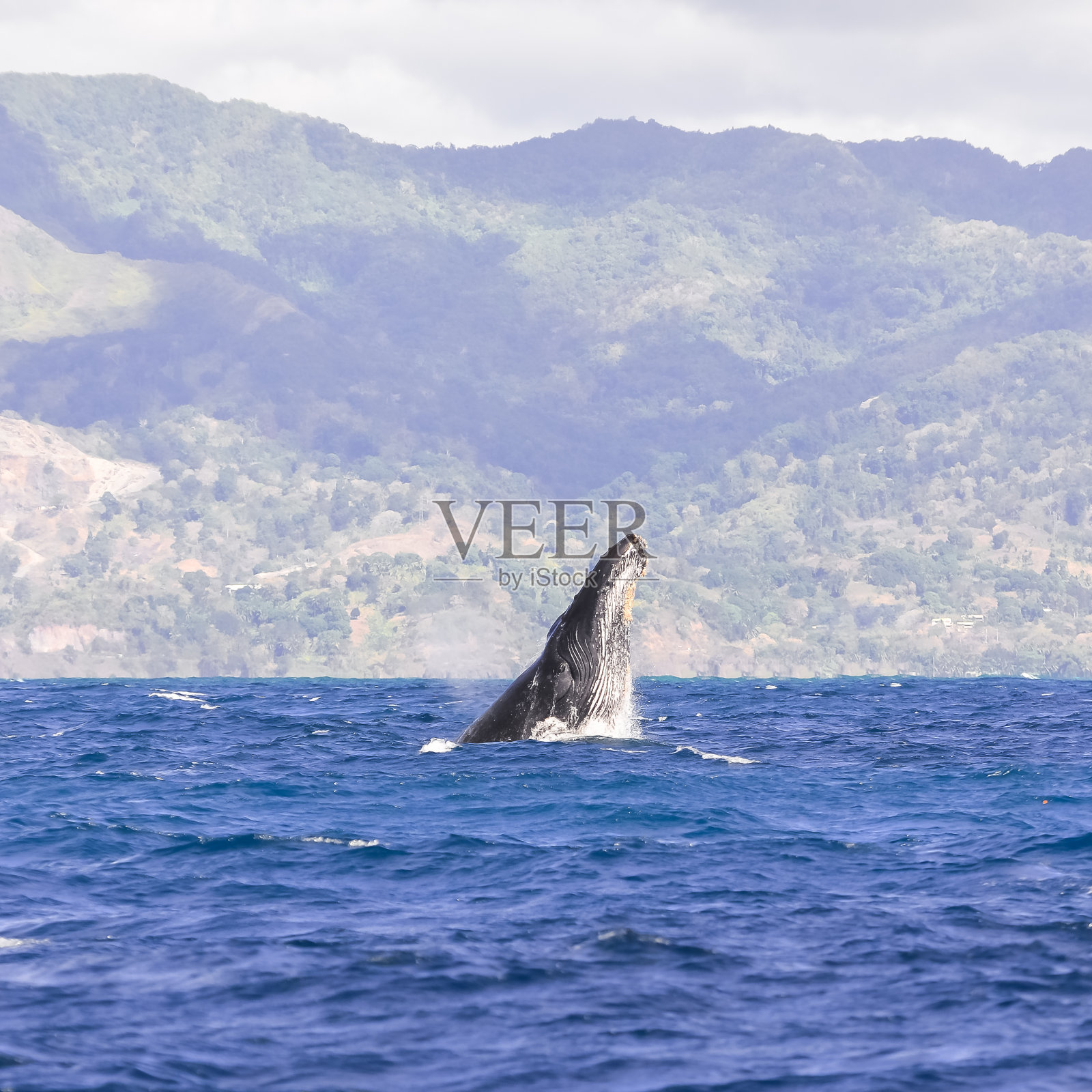 鲸鱼呼吸照片摄影图片