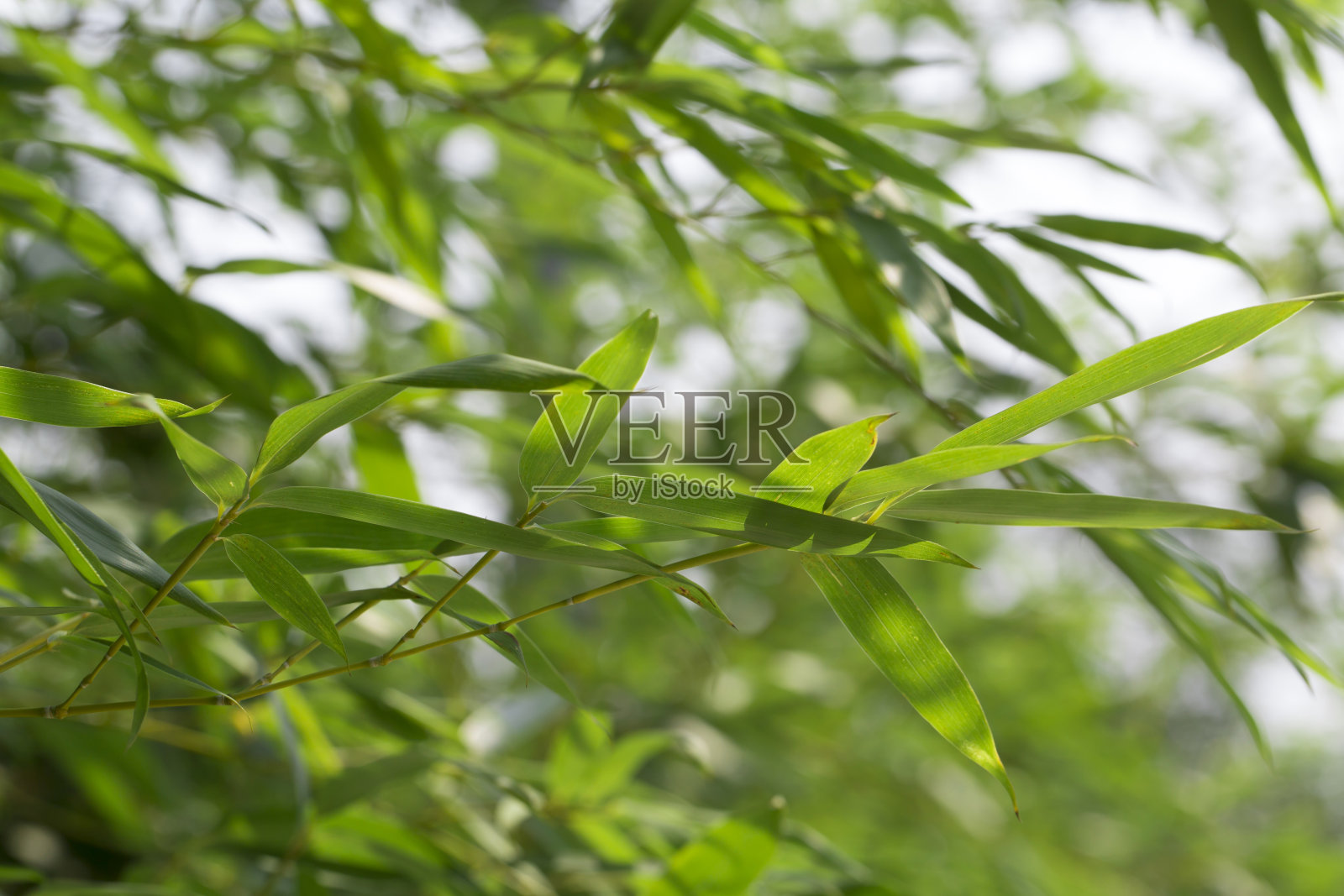 竹子在自然界中。照片摄影图片