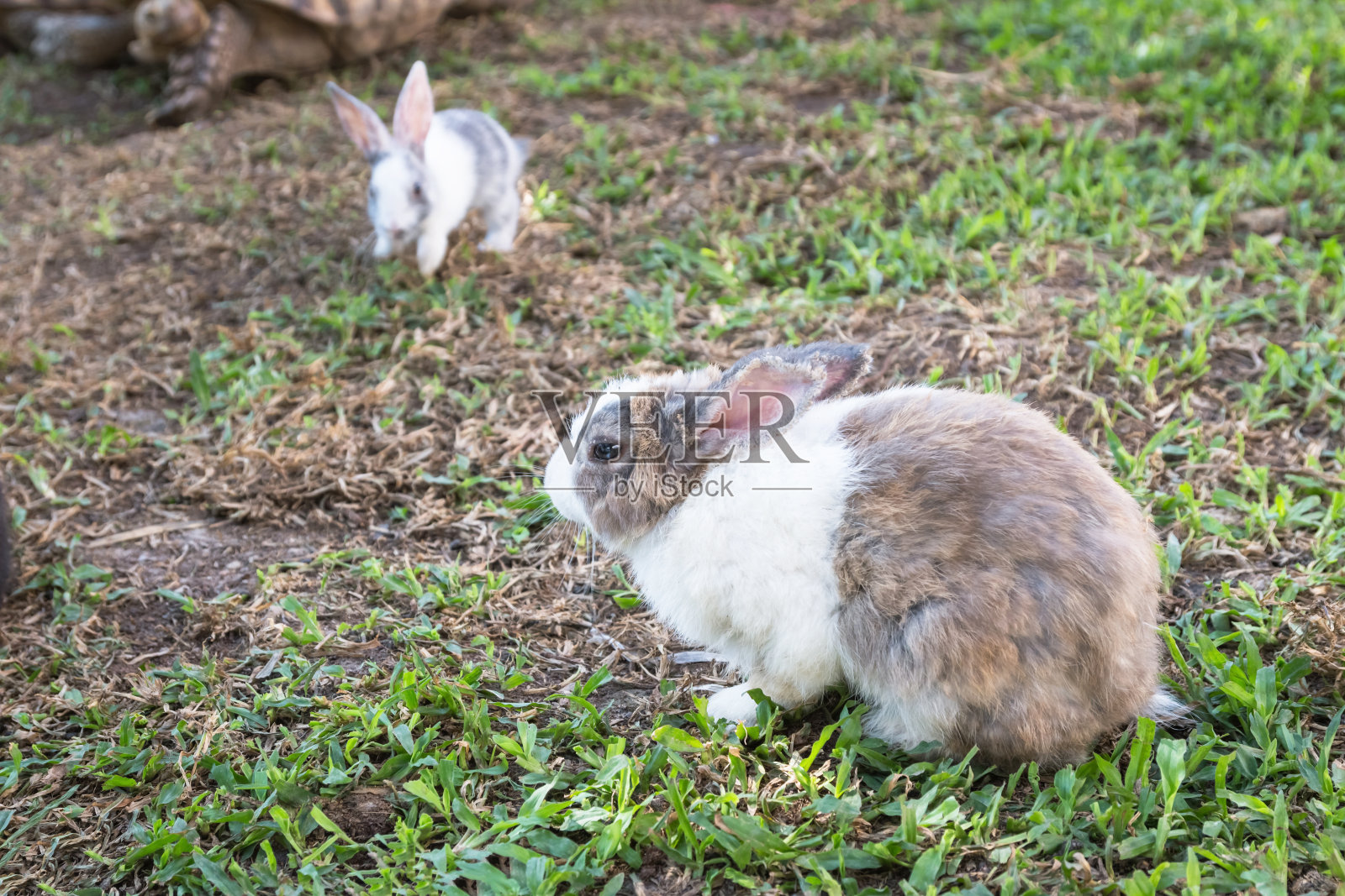 棕白色的兔子在草地上奔跑照片摄影图片