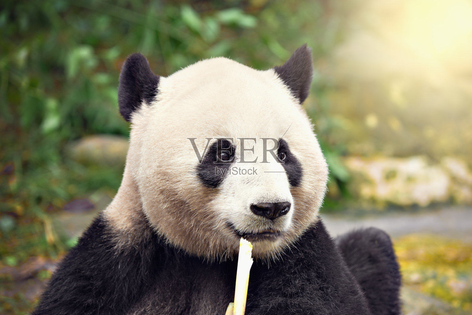 大熊猫吃竹子。照片摄影图片