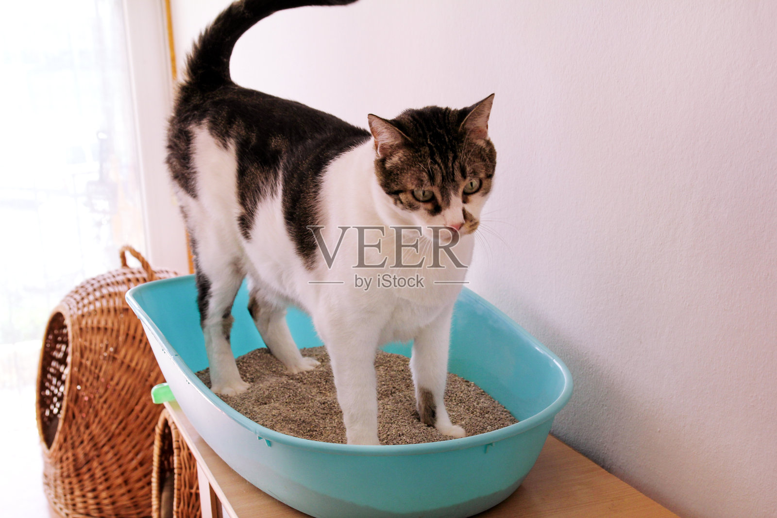 猫使用厕所，猫在砂箱，用于拉屎或排尿，在干净的沙厕所拉屎。清洁猫砂盒。一只猫在蓝色的猫砂盒里看着自己的便便。猫砂。猫在家里。照片摄影图片
